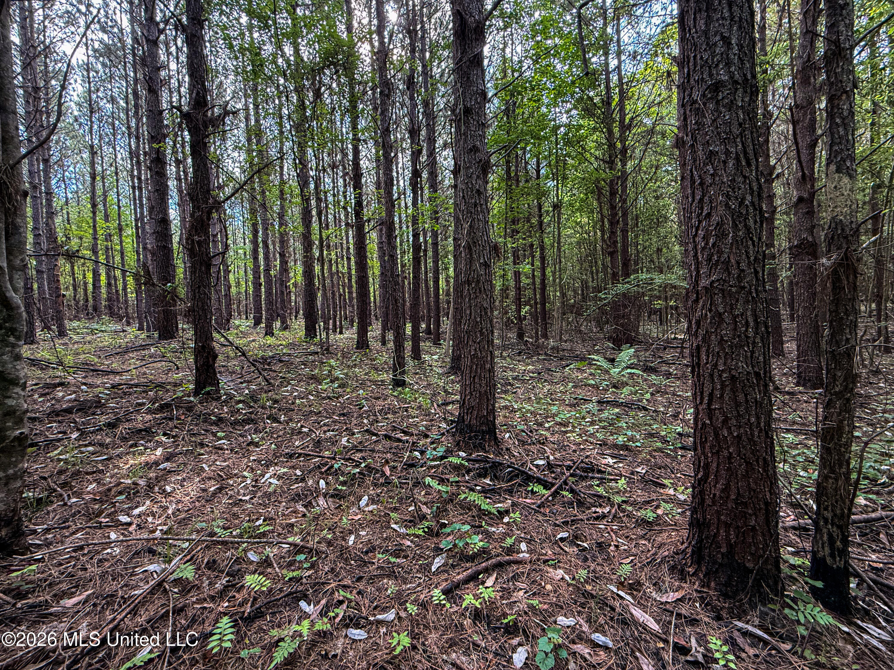 Triplett Property Photo 24