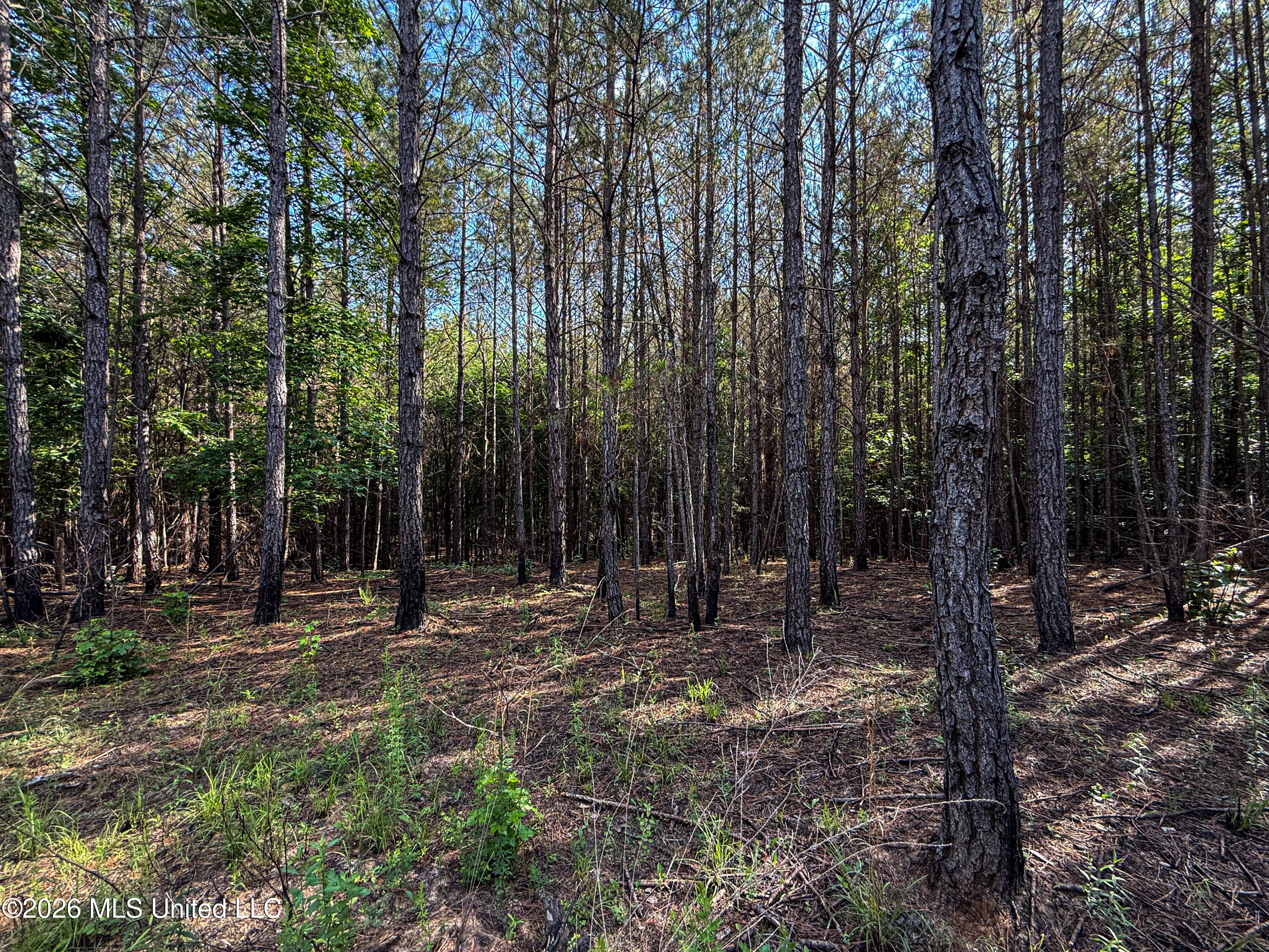 Triplett Property Photo 40
