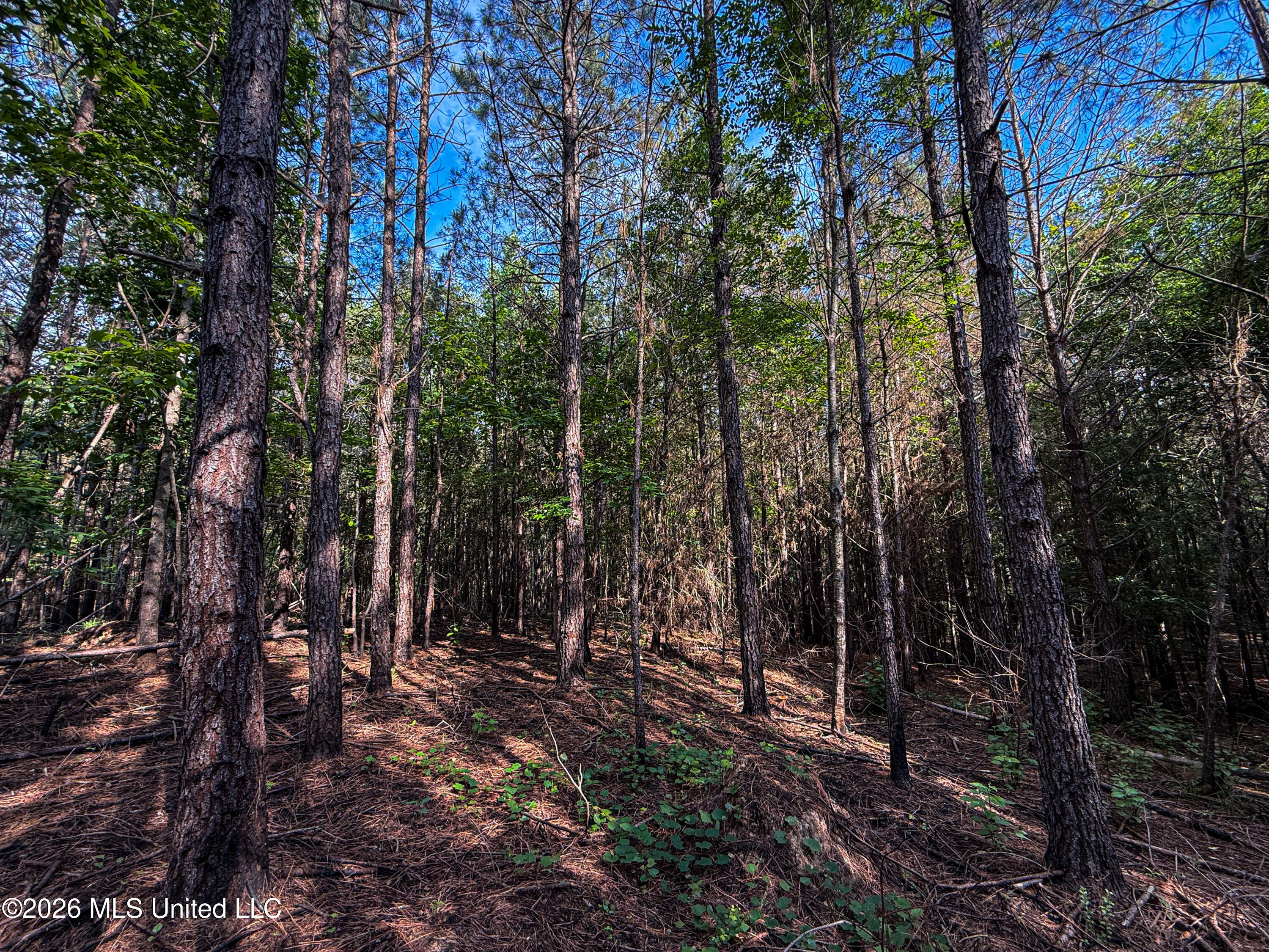 Triplett Property Photo 42