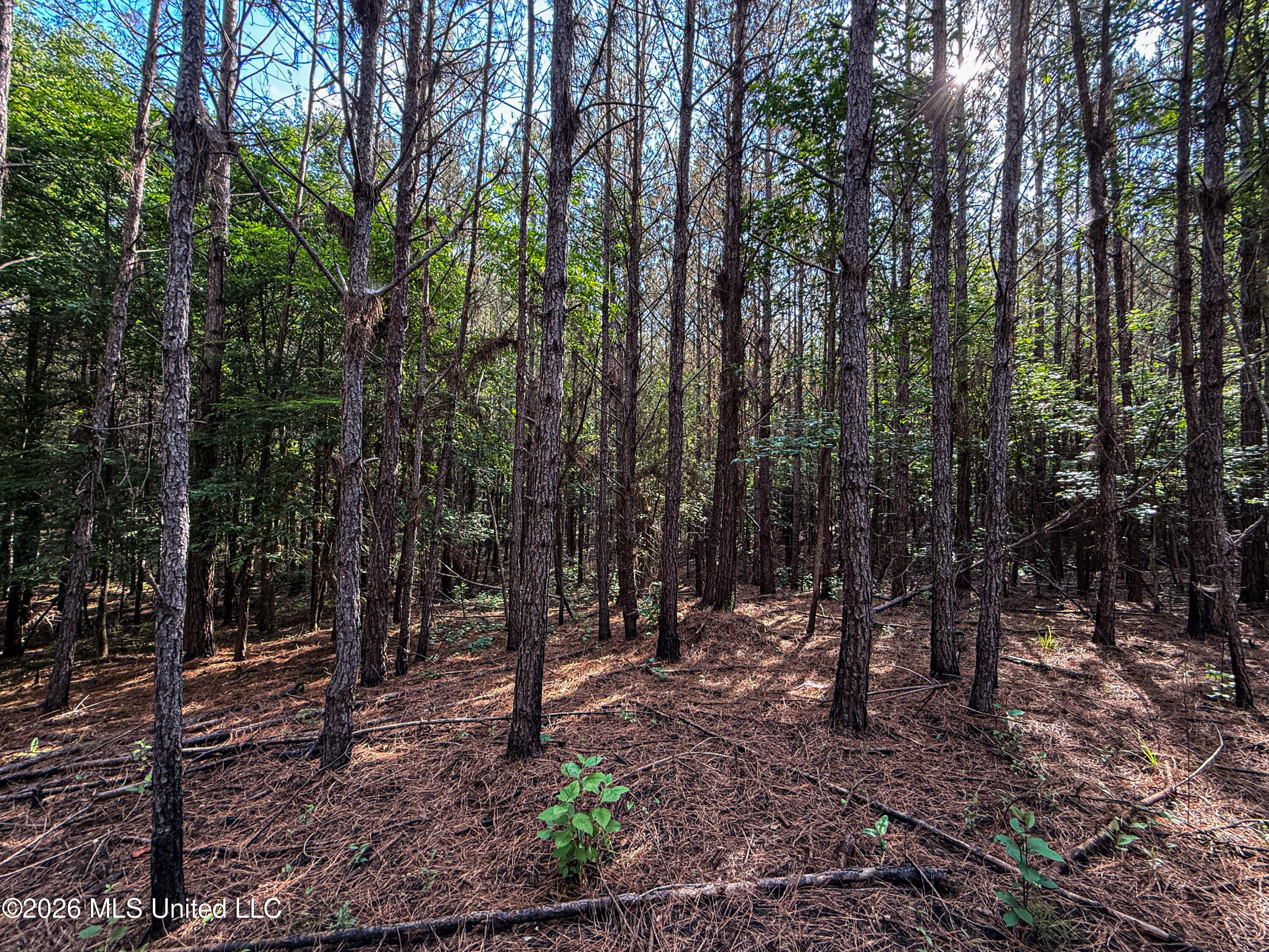 Triplett Property Photo 44