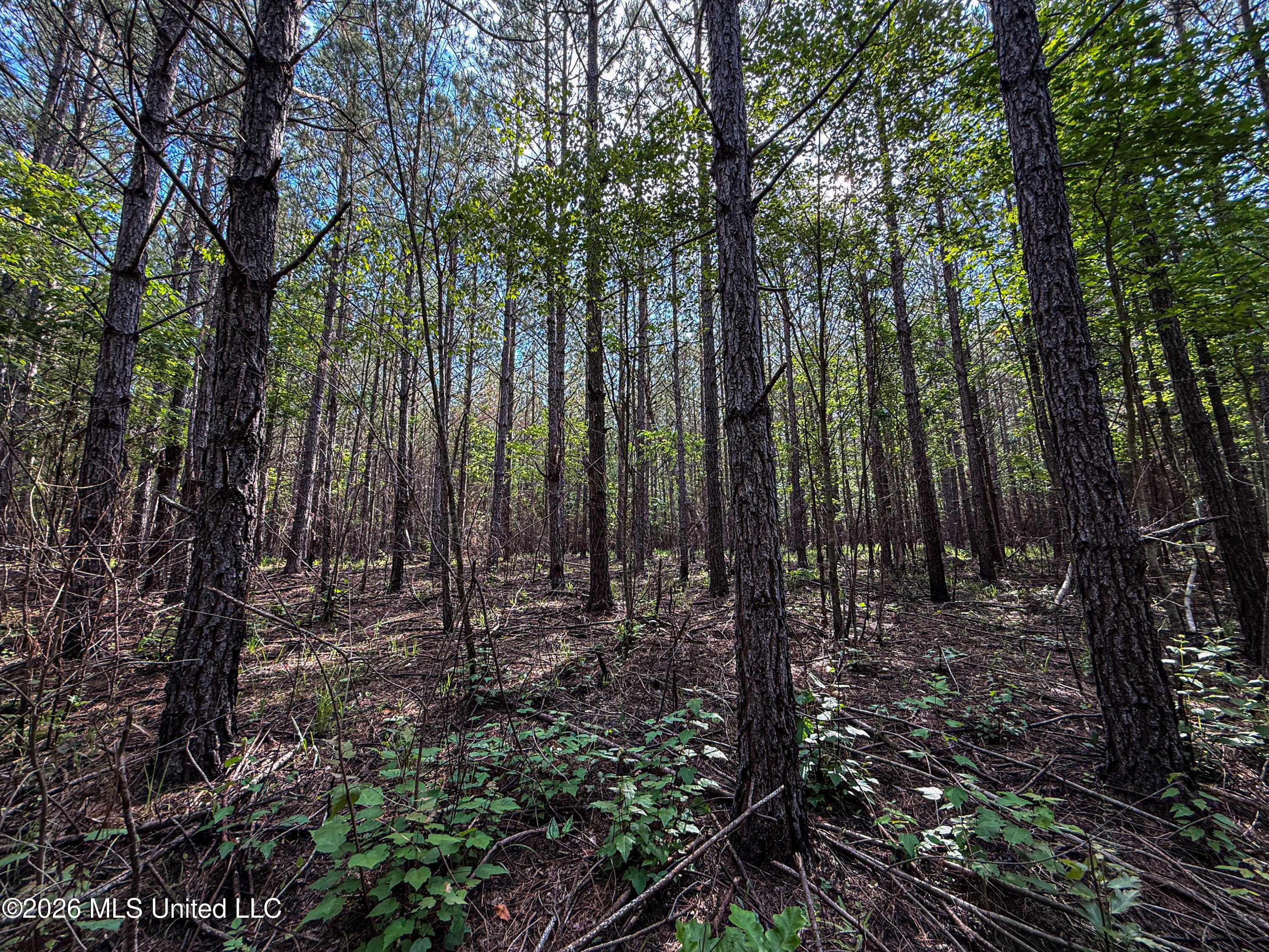 Triplett Property Photo 46