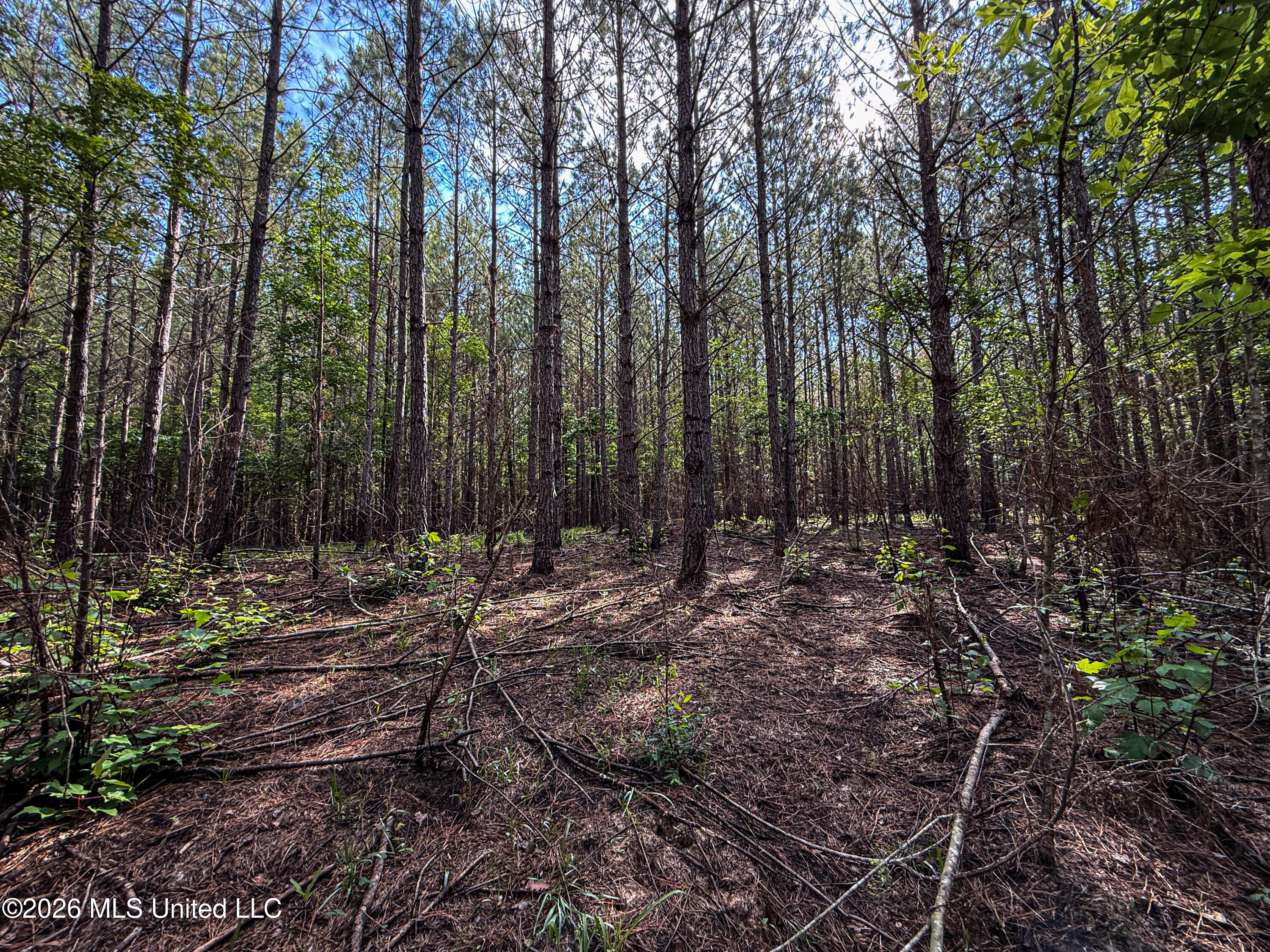 Triplett Property Photo 48