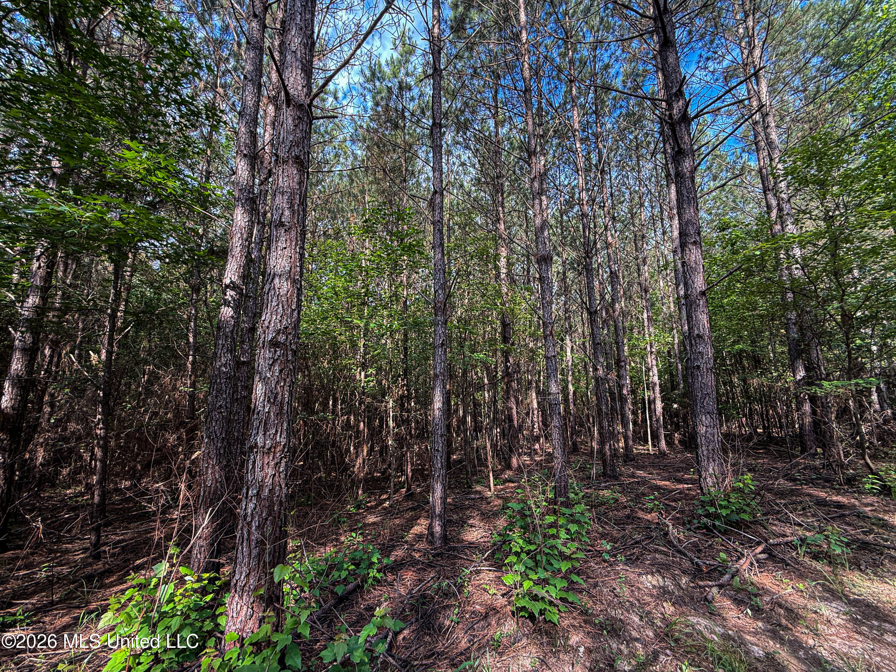 Triplett Property Photo 50