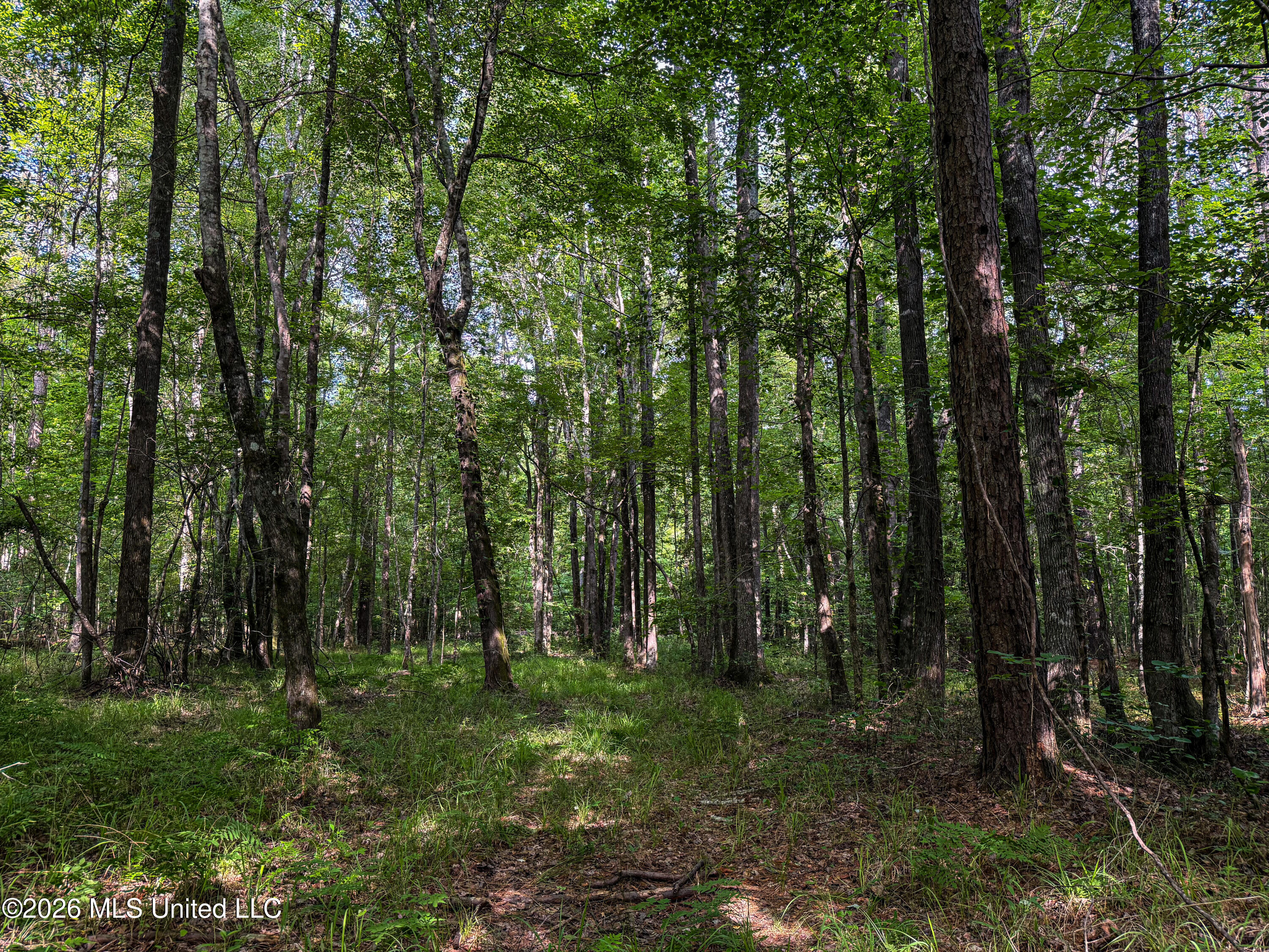Triplett Property Photo 60