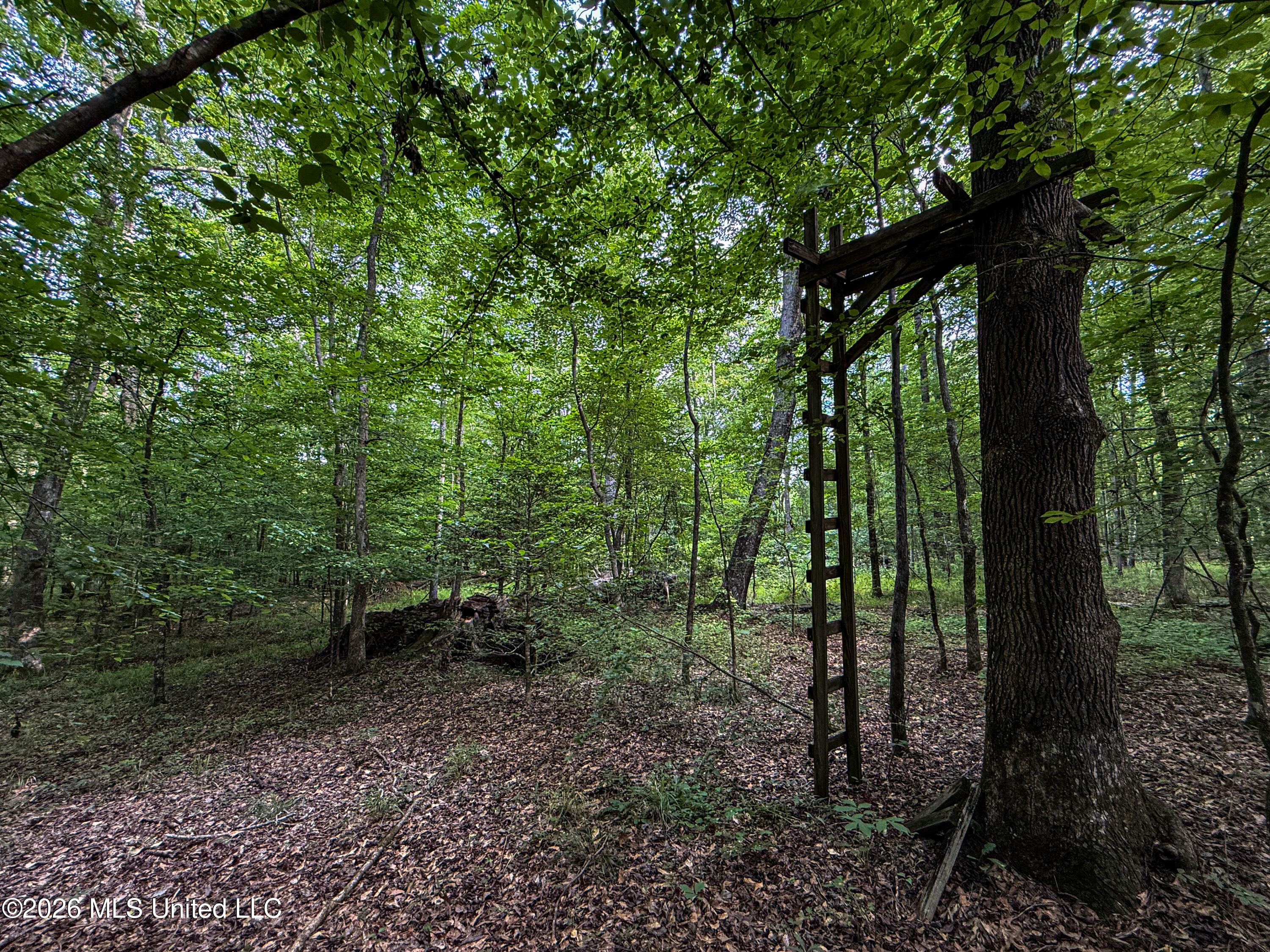 Triplett Property Photo 62