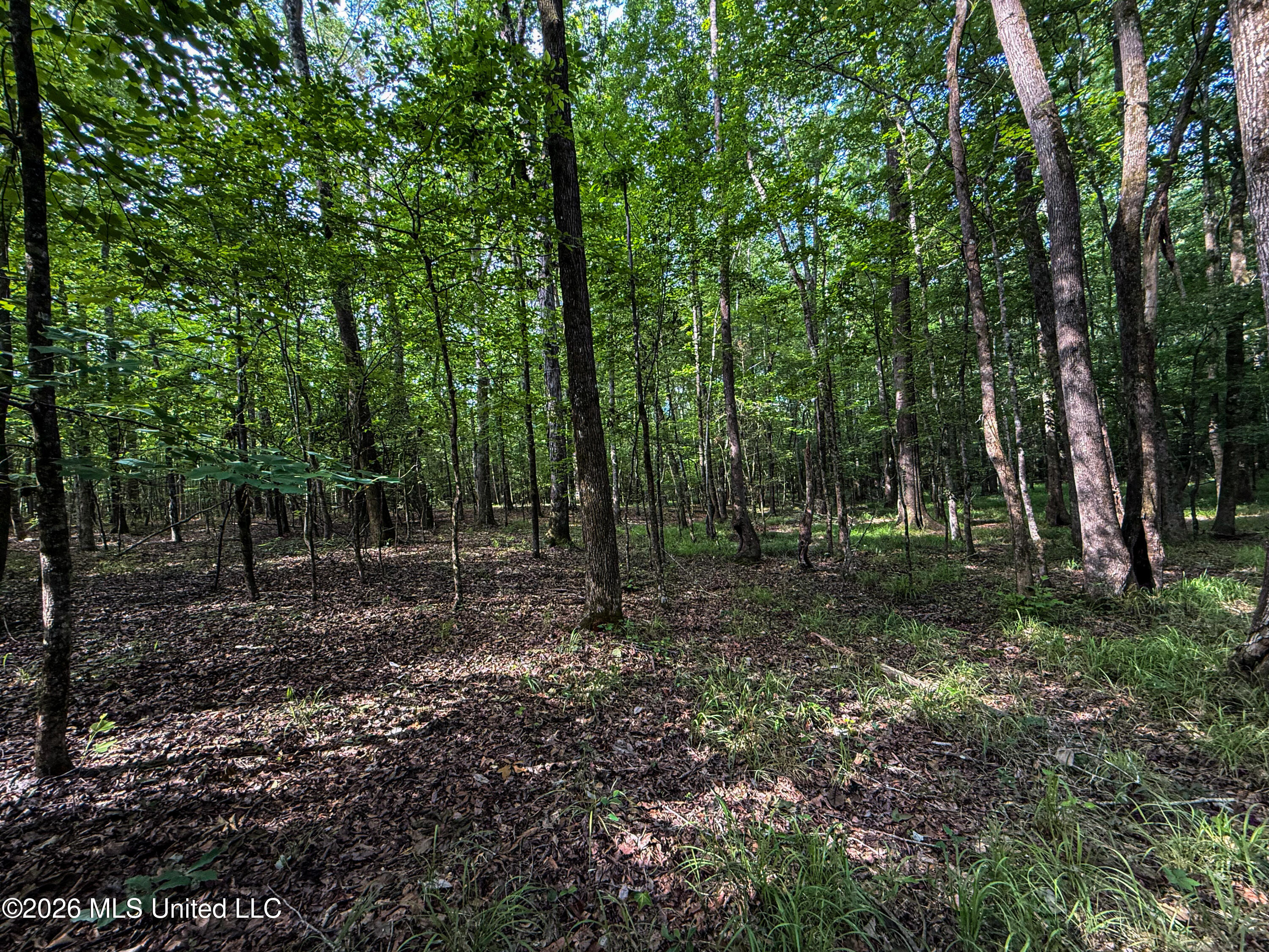 Triplett Property Photo 64