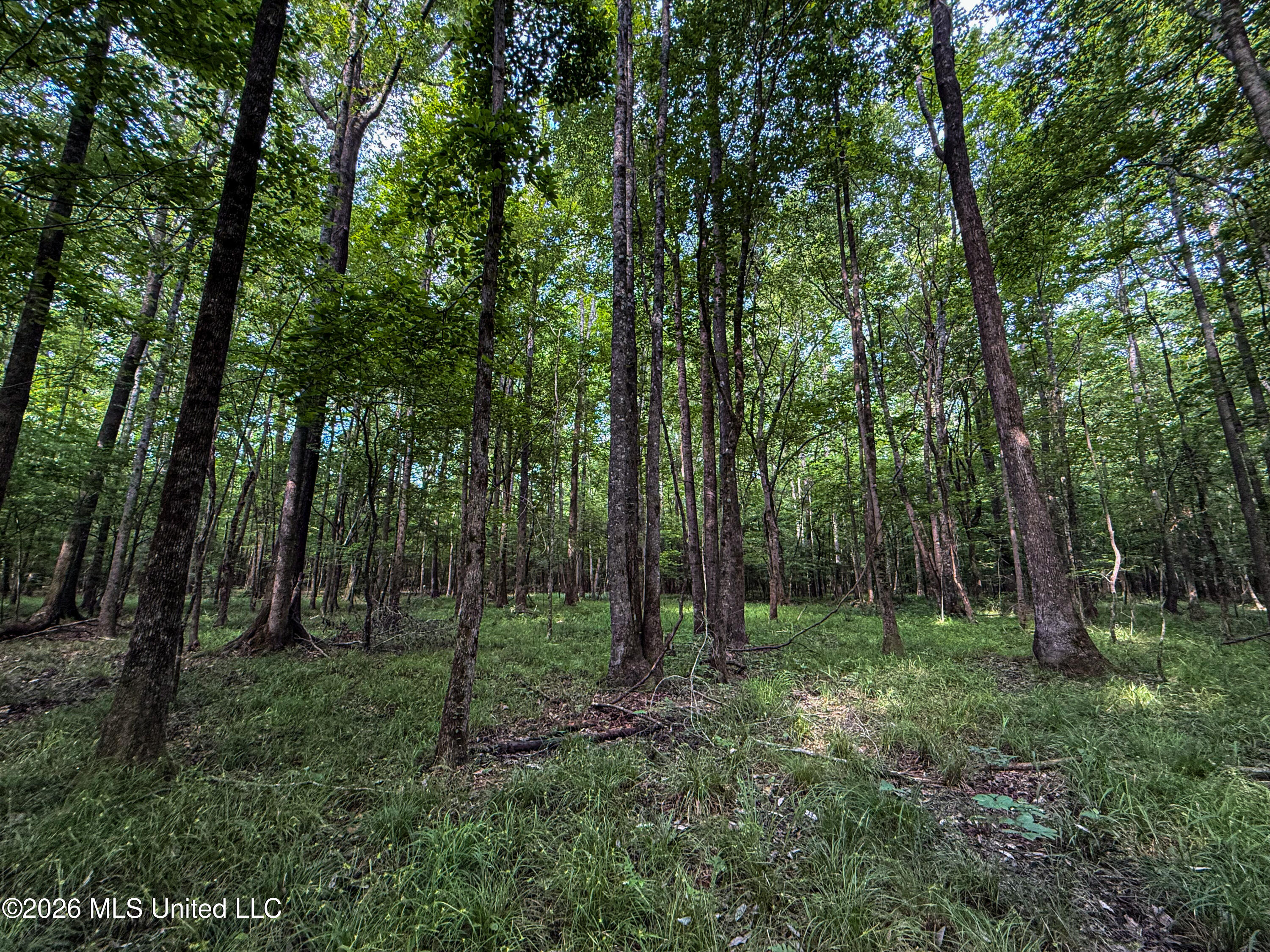 Triplett Property Photo 66
