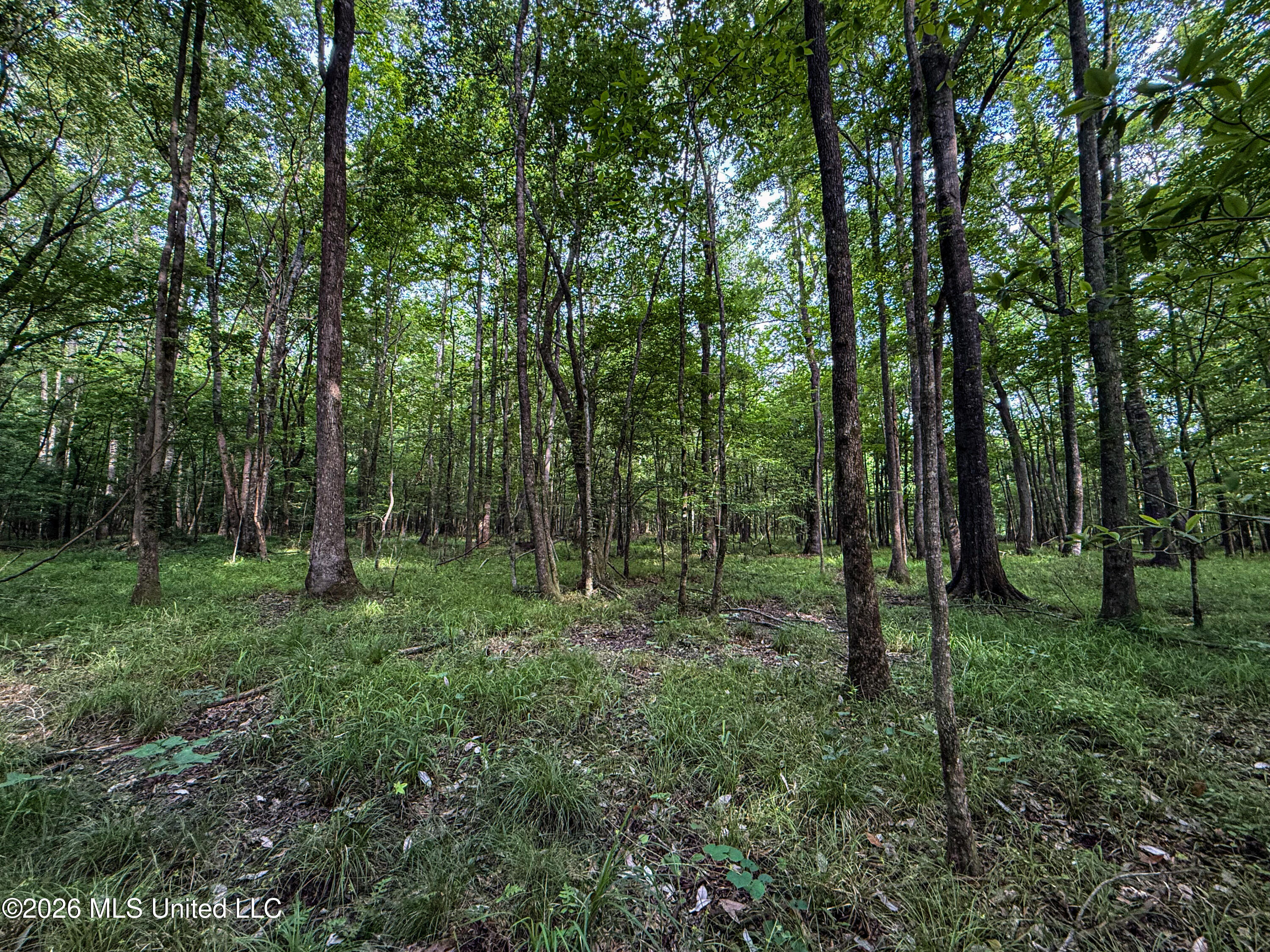 Triplett Property Photo 68