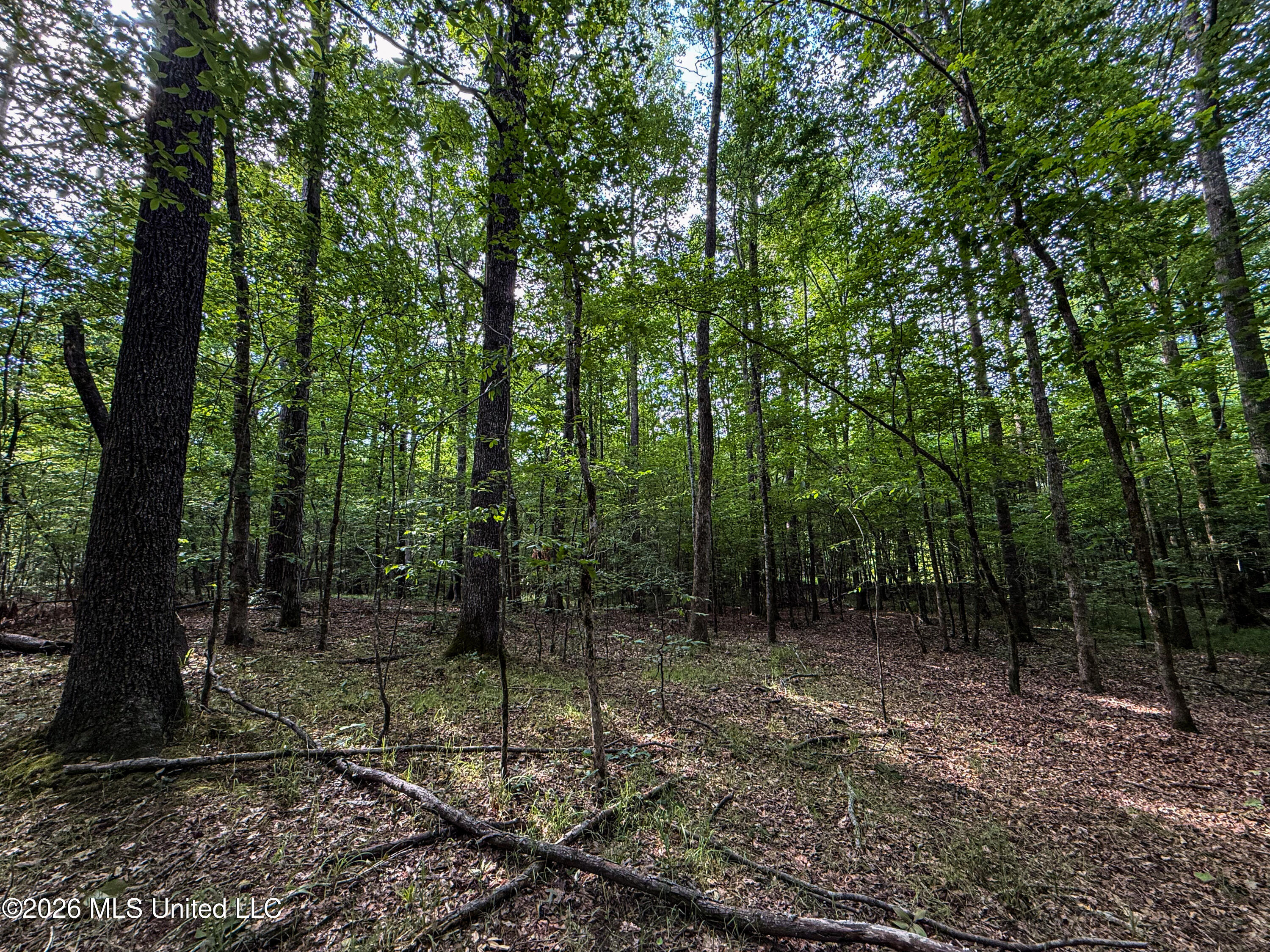 Triplett Property Photo 70