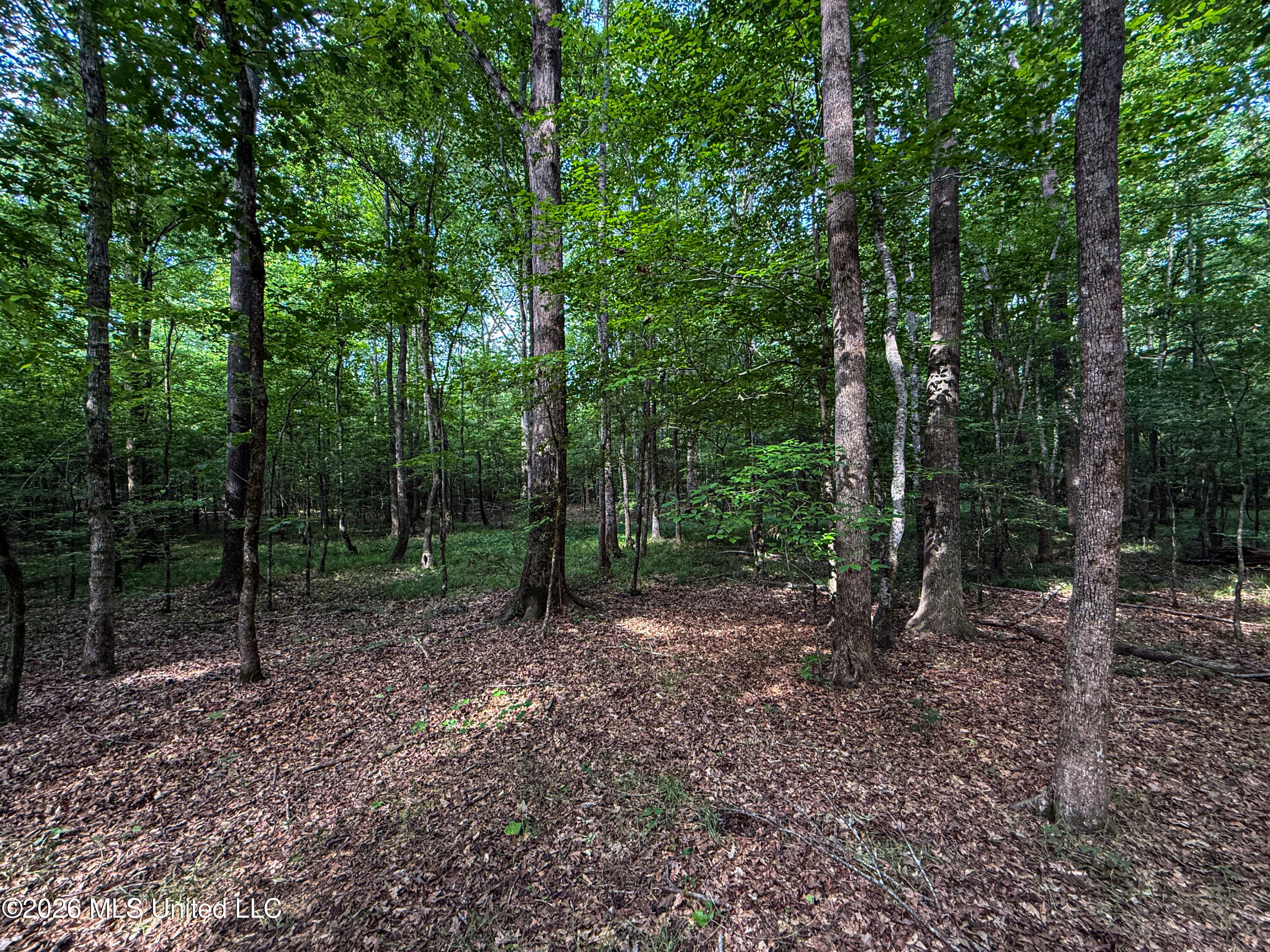 Triplett Property Photo 71