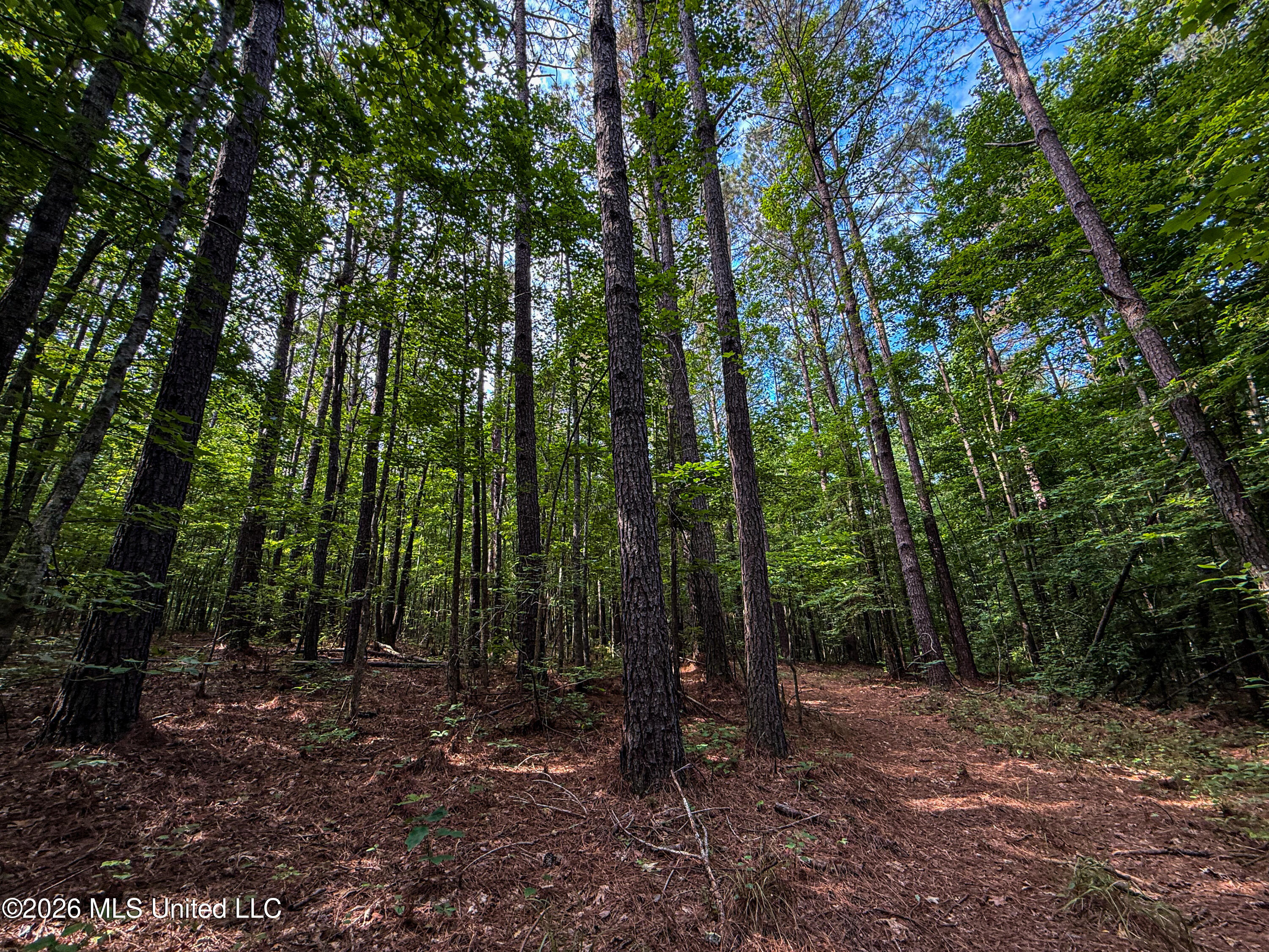 Triplett Property Photo 73