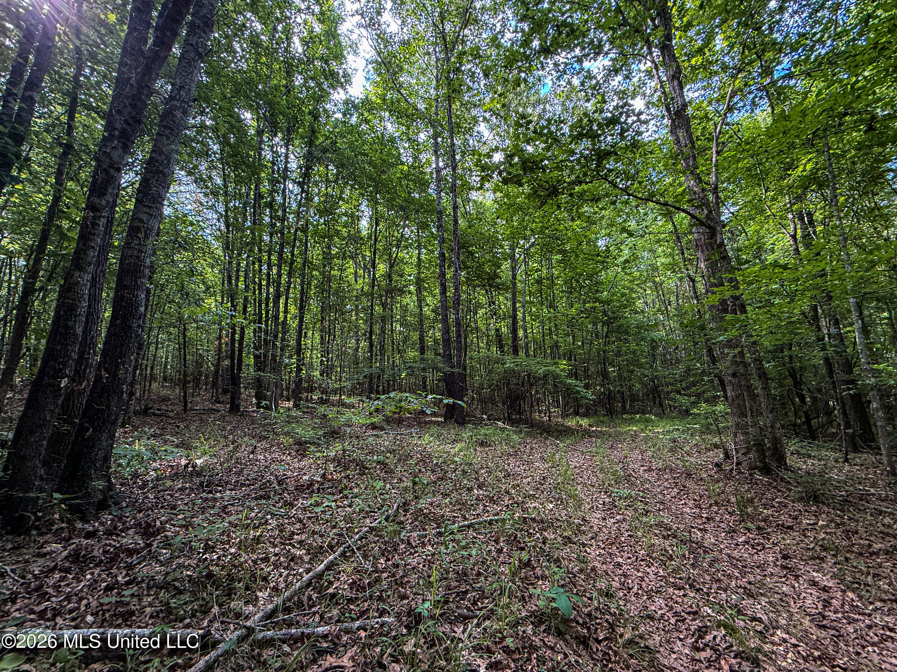 Triplett Property Photo 74
