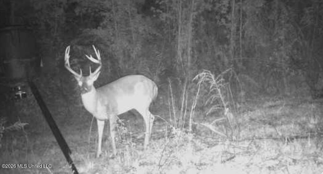53 Cliffs Plantation Road Property Photo 5