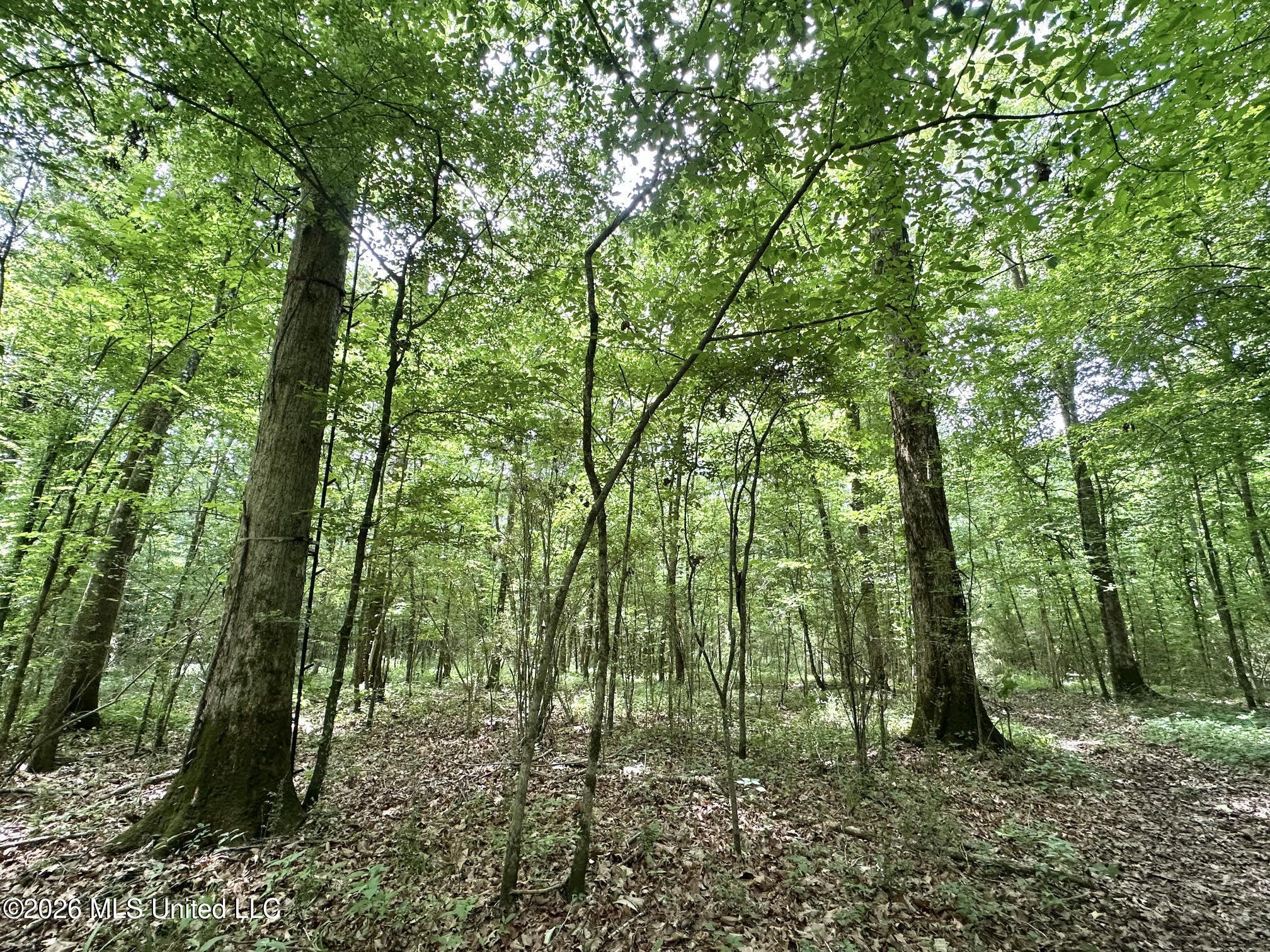 1 Highway 483 Property Photo 16