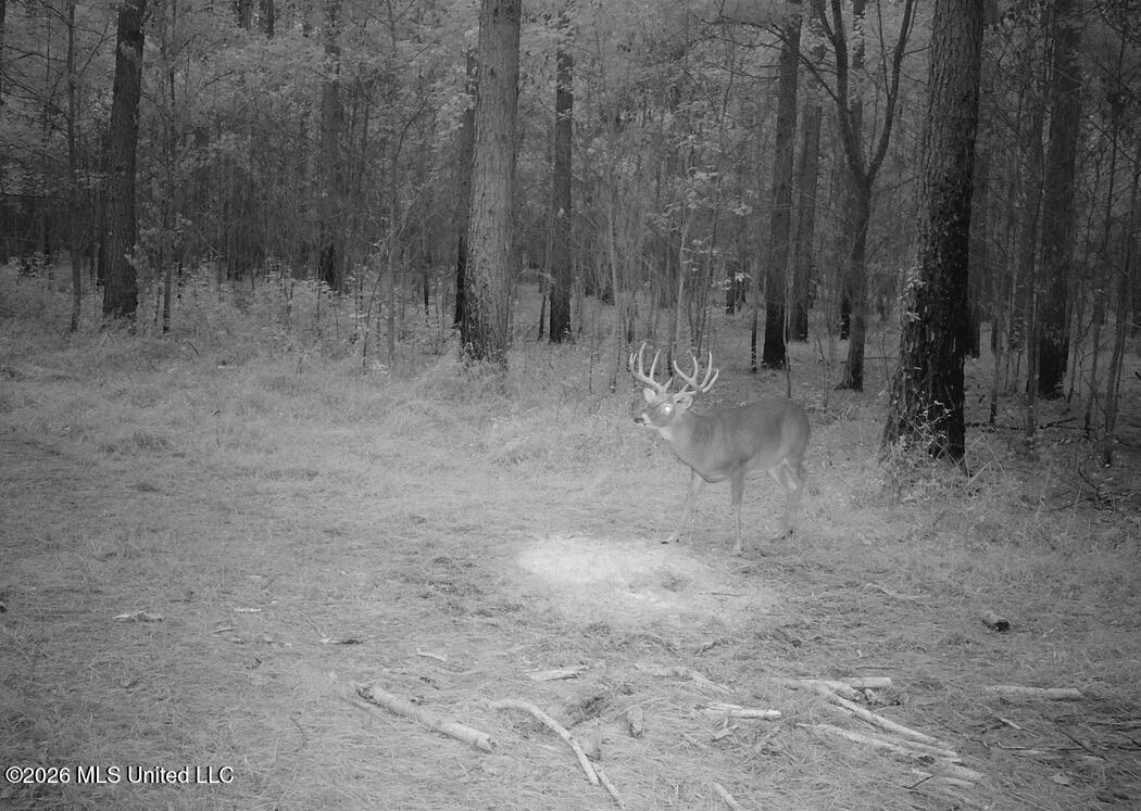 425 Rose Hill Road Property Photo 67