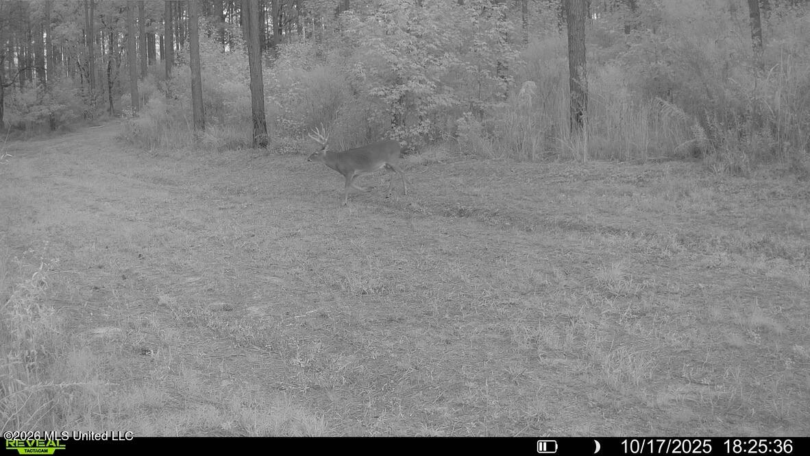 425 Rose Hill Road Property Photo 97