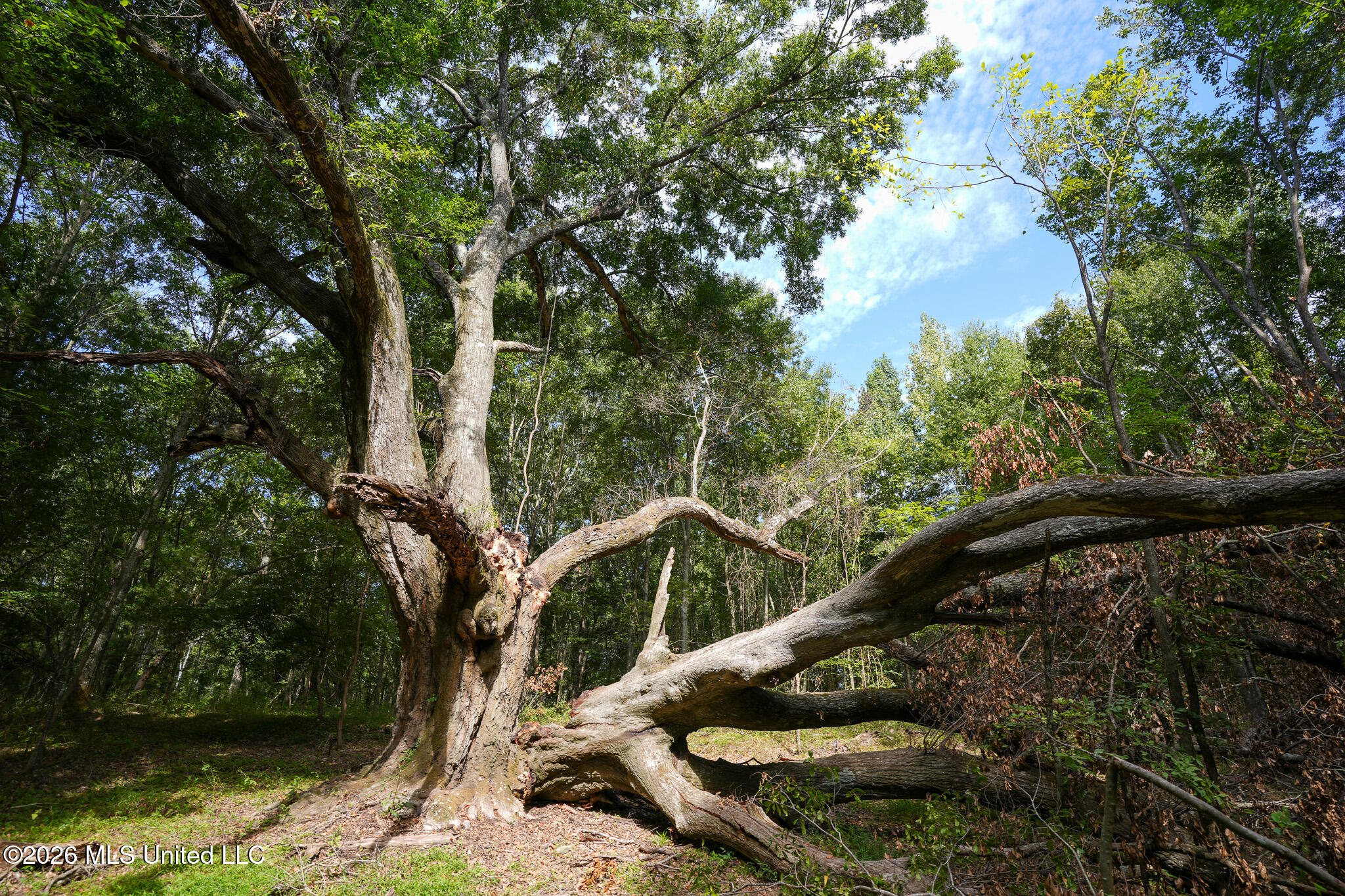 Fallen Oak Cove Property Photo 4