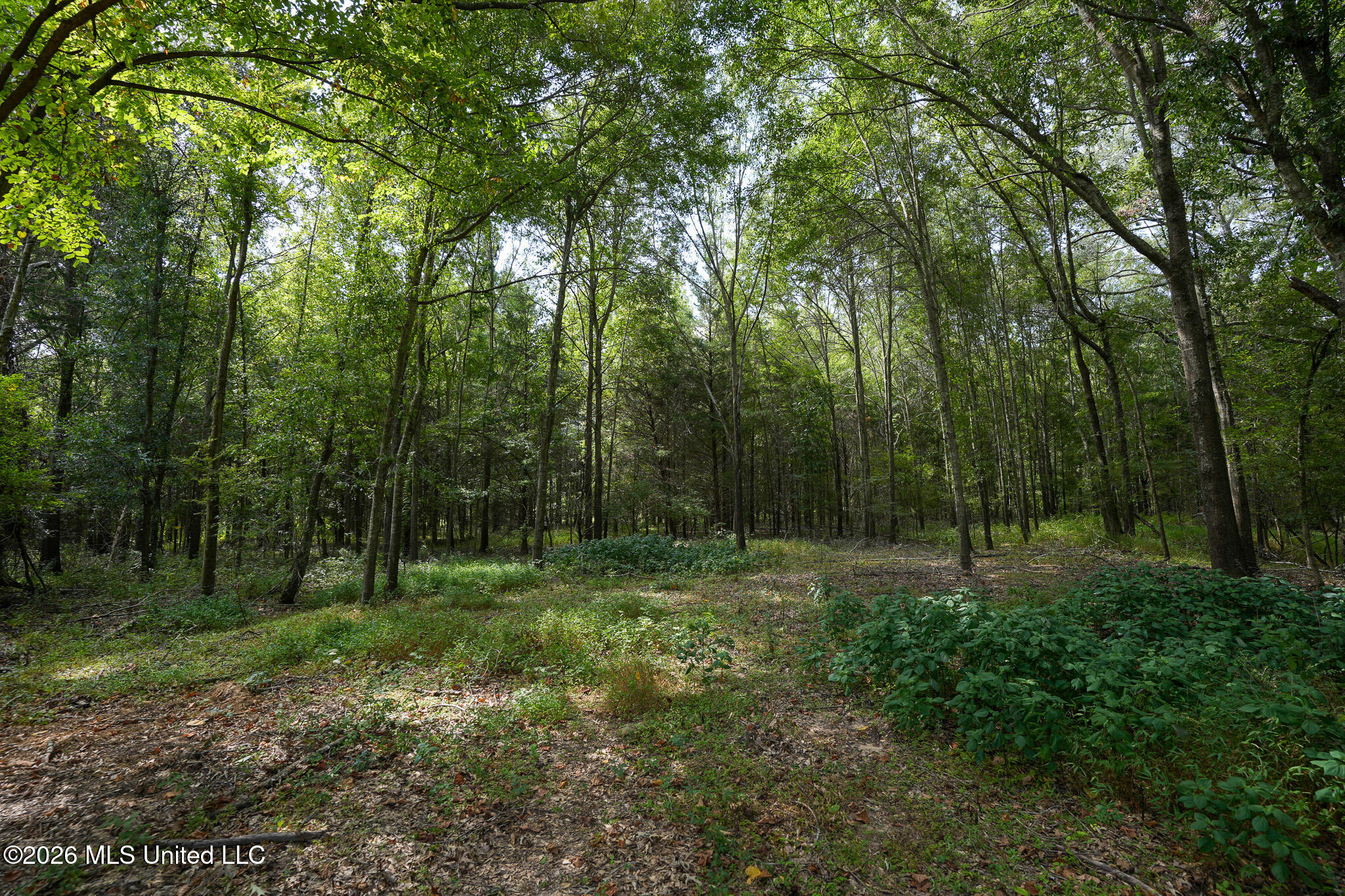Fallen Oak Cove Property Photo 3