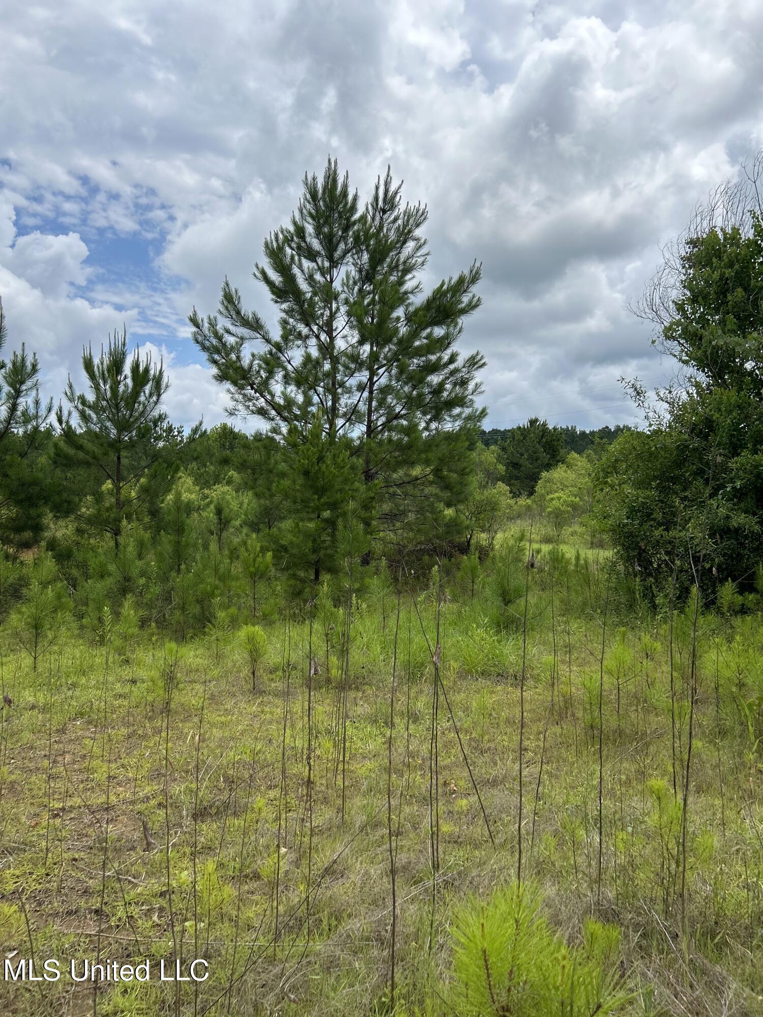White Road Property Photo 9