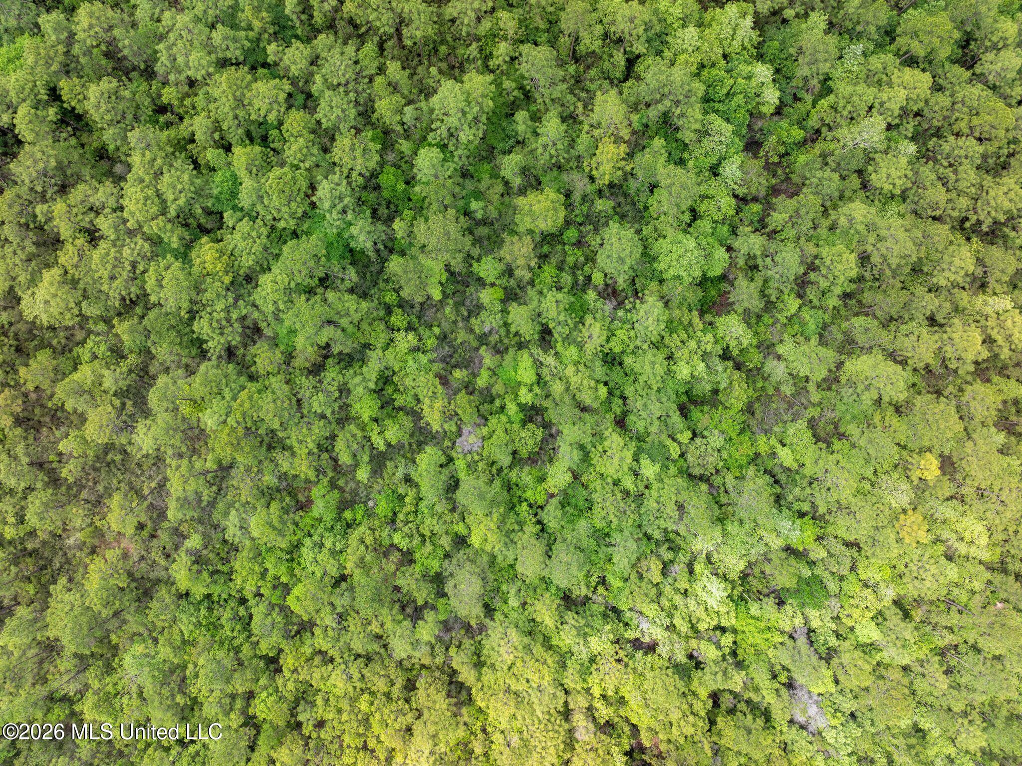 80 Acres Blue Wood Dr Property Photo 12
