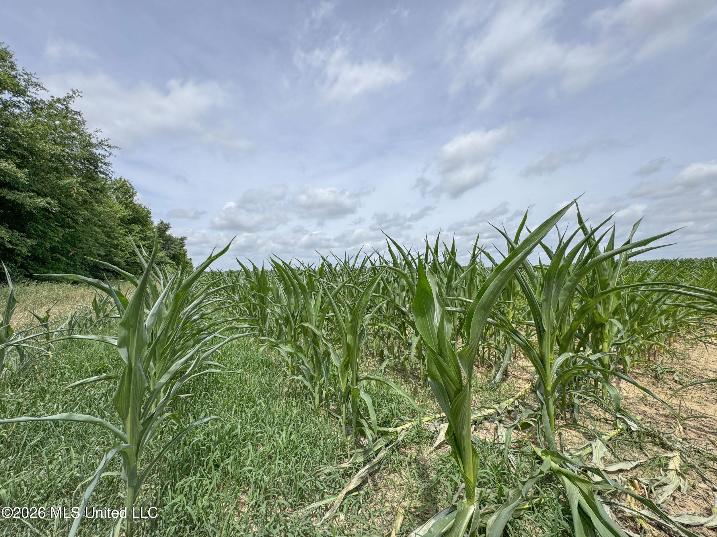 Dummyline Road Property Photo 20