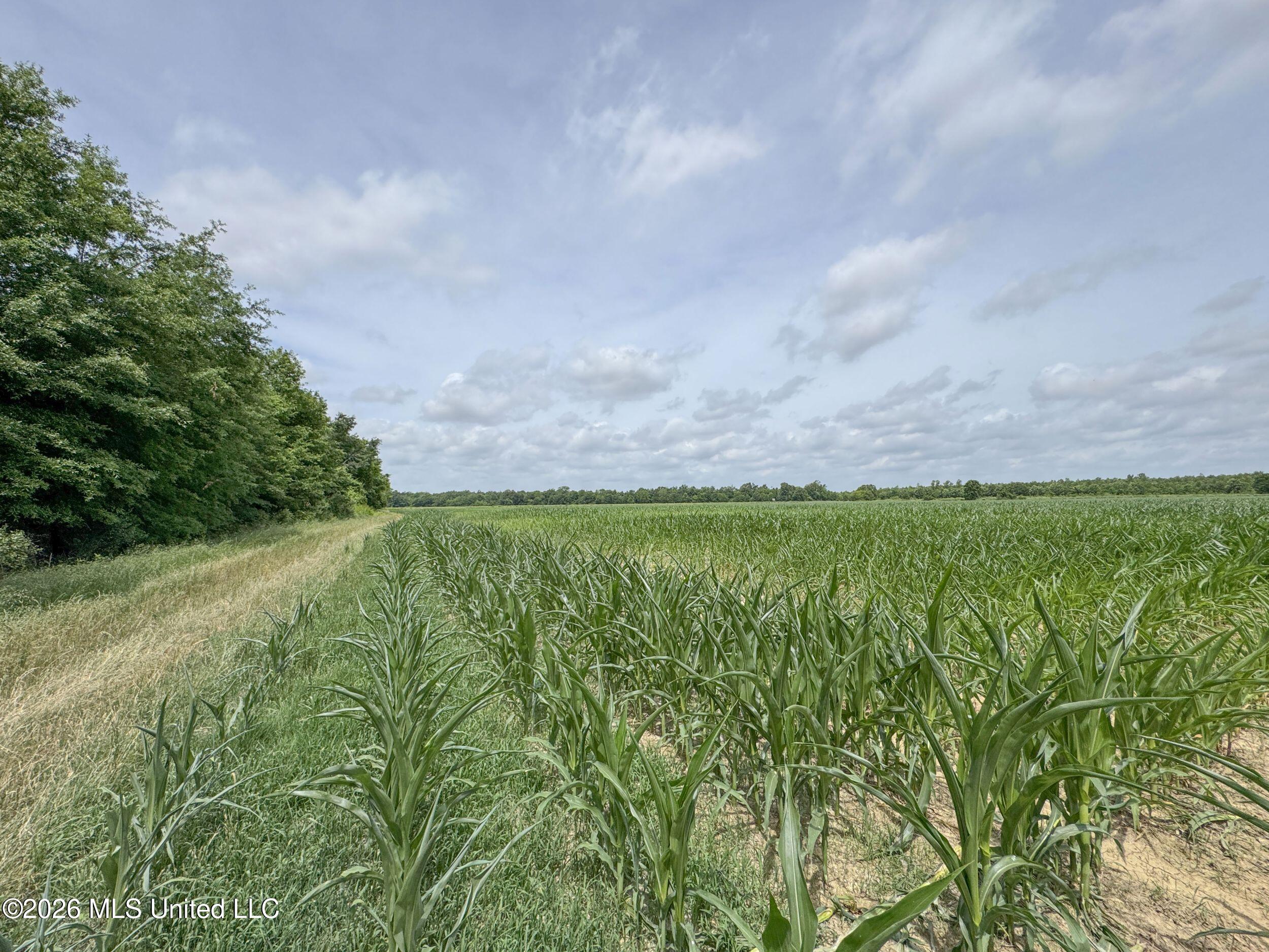 Dummyline Road Property Photo 45