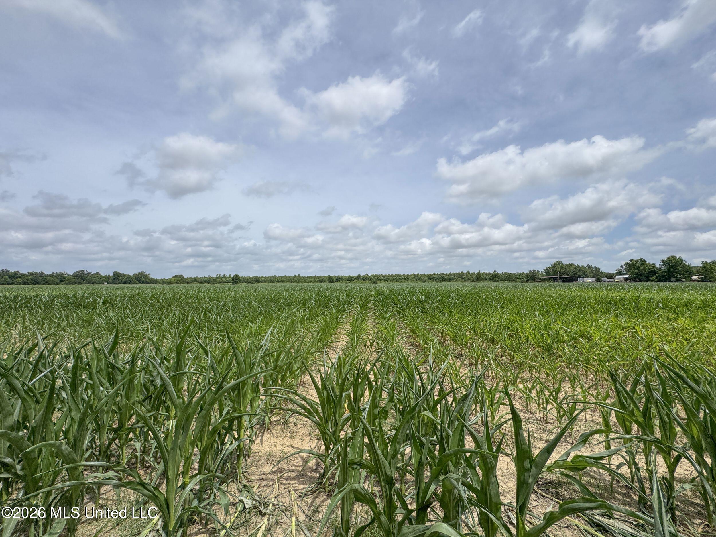 Dummyline Road Property Photo 46