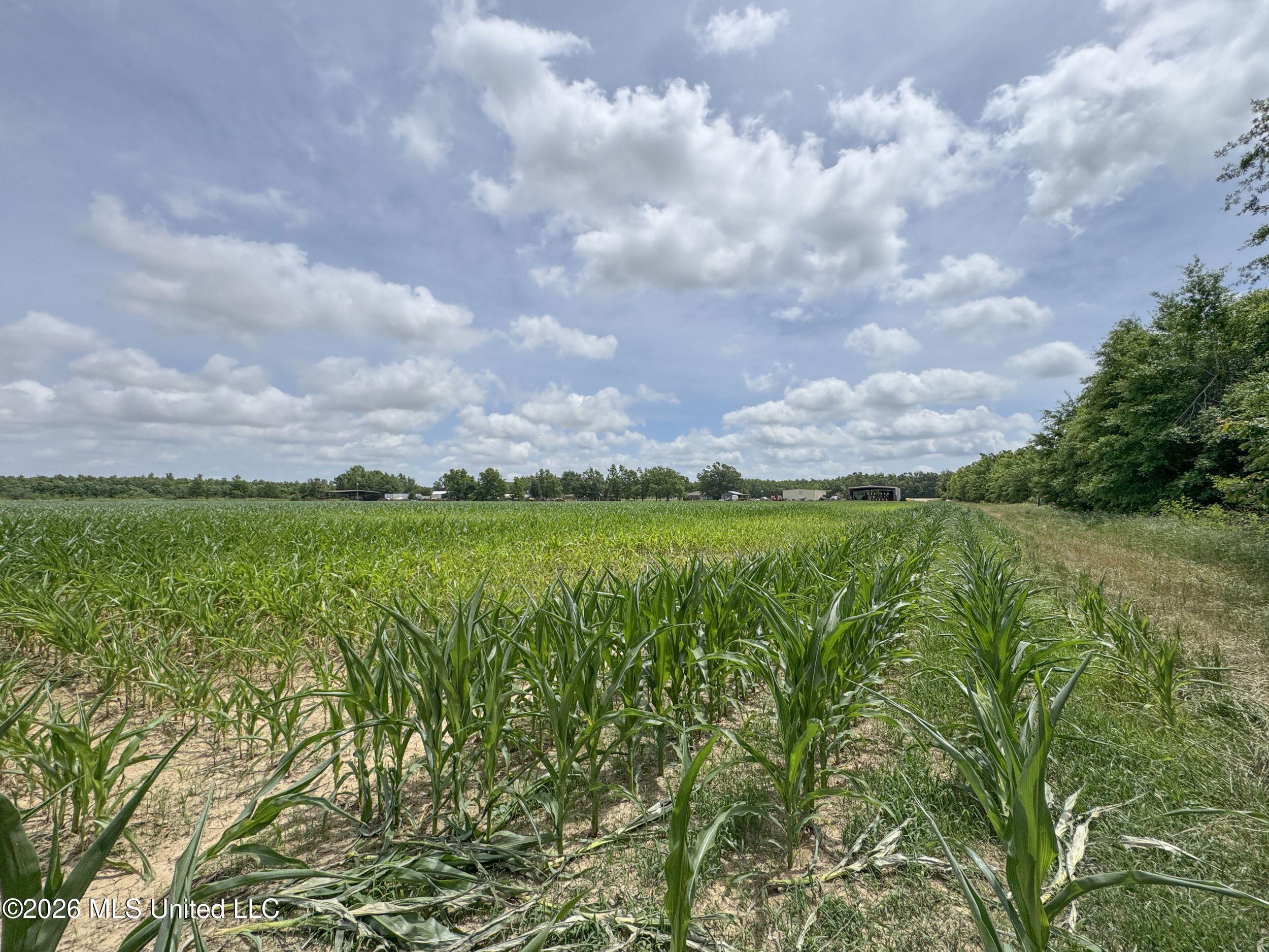 Dummyline Road Property Photo 47