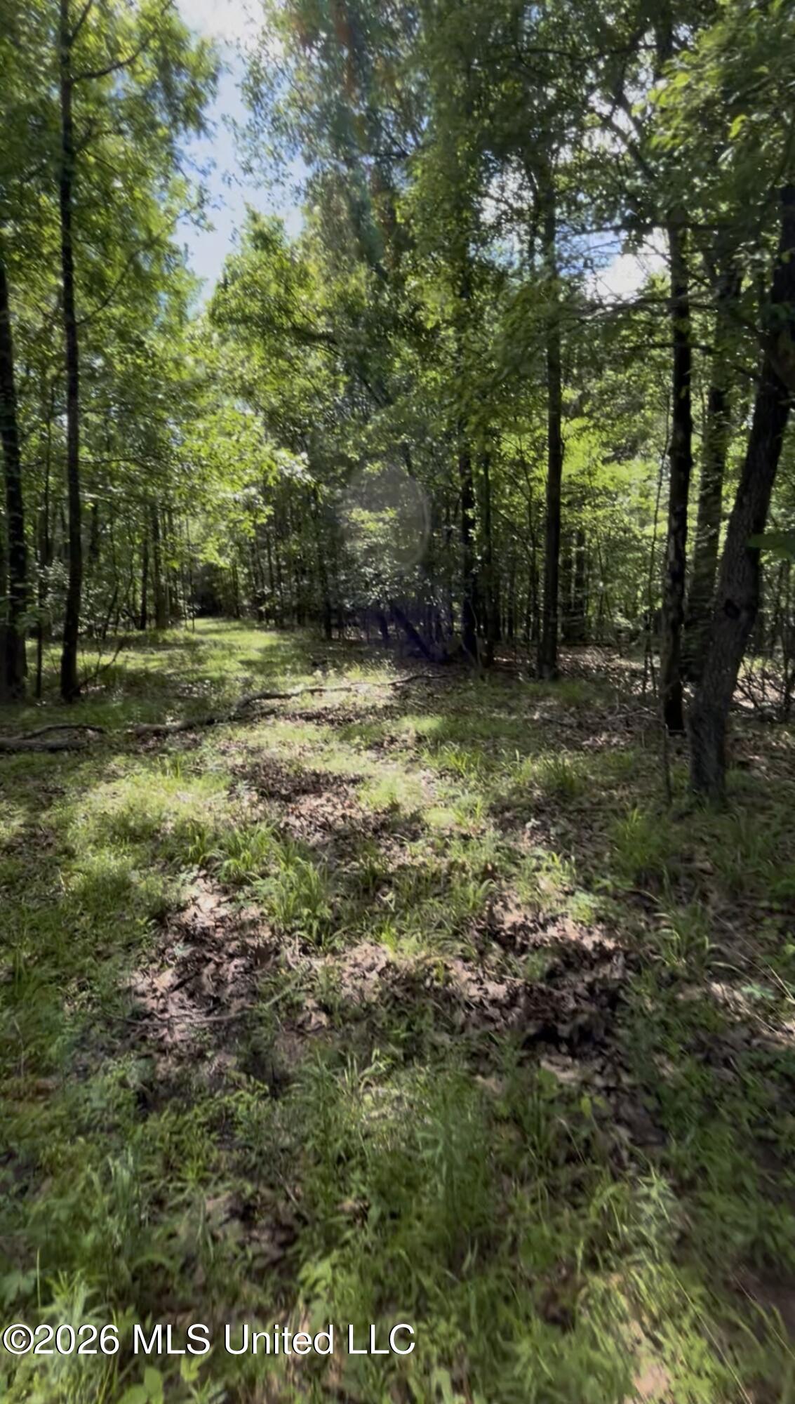 5235 Highway 51 Property Photo 3