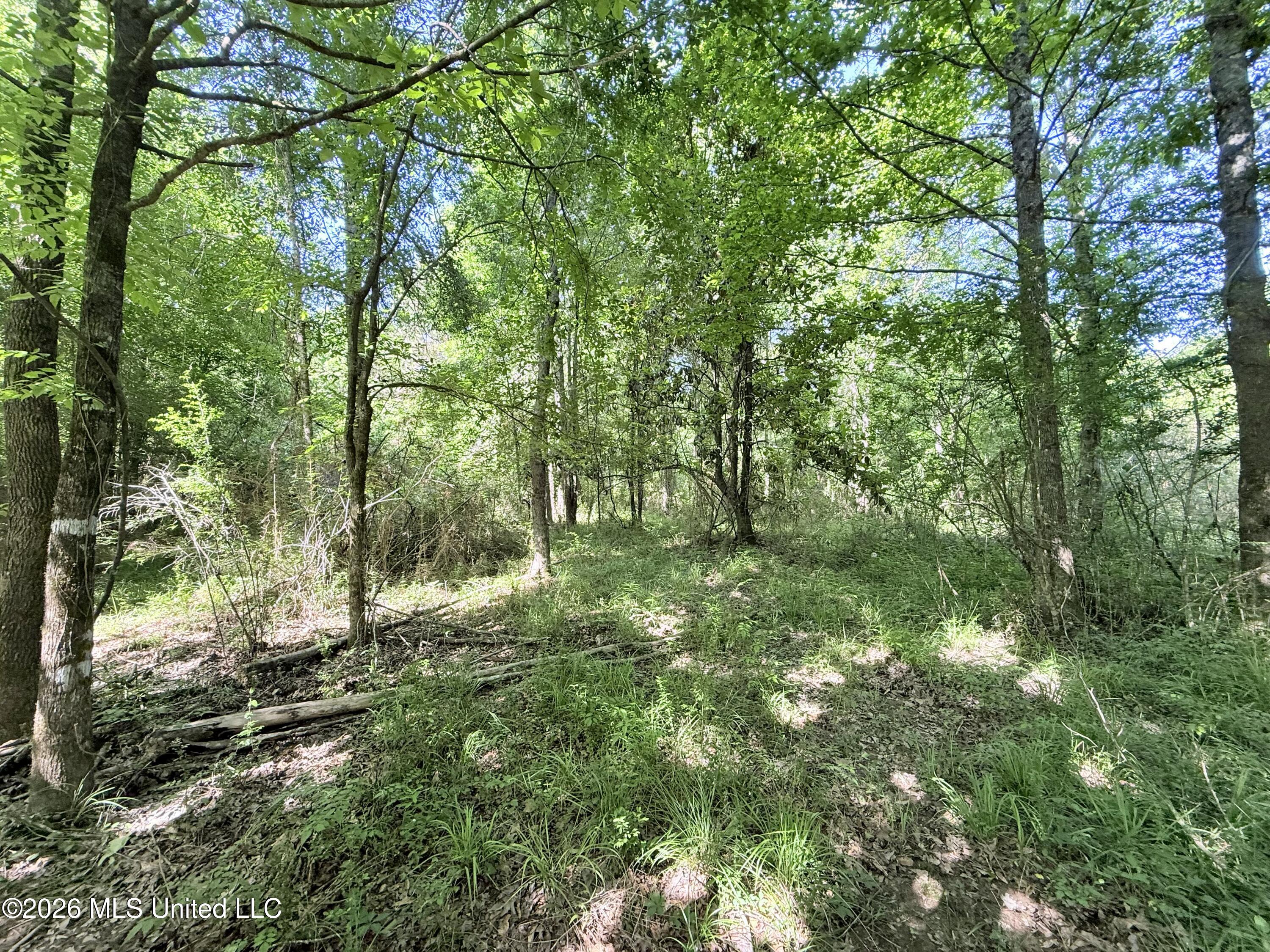 Jackson Liberty Drive Property Photo 6