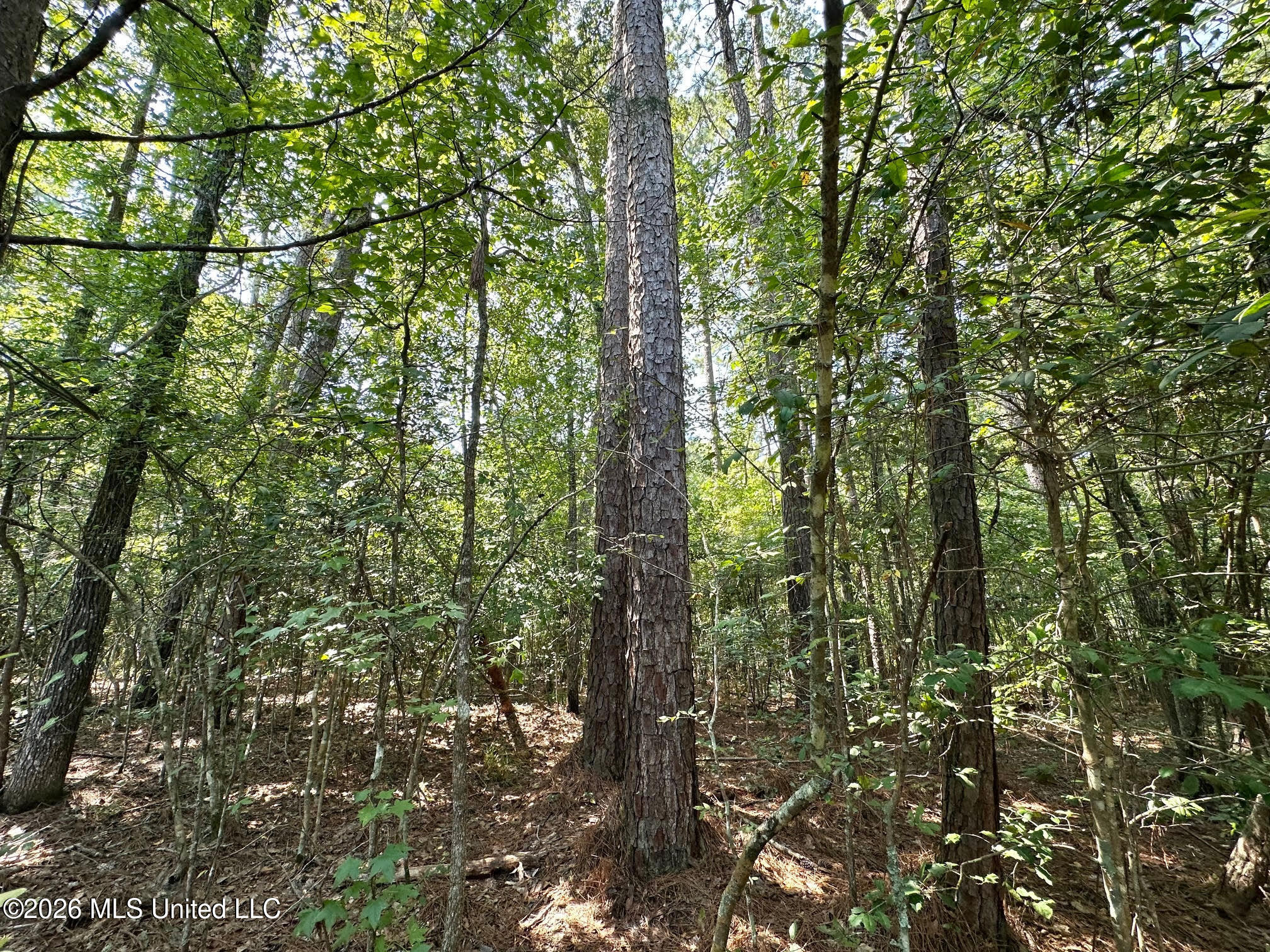 Ms-25 Property Photo 23