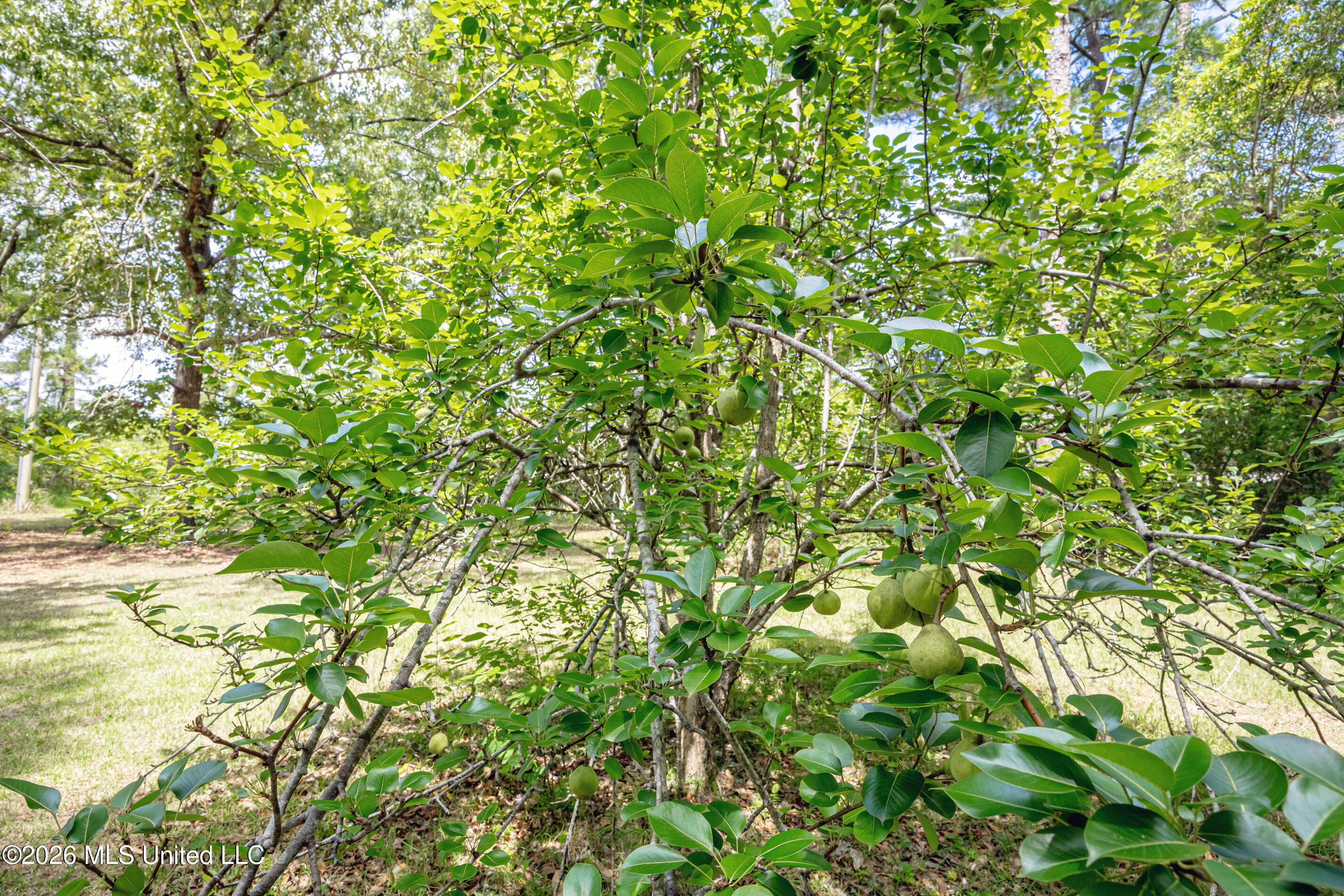 15608 Stanley Road Property Photo 48