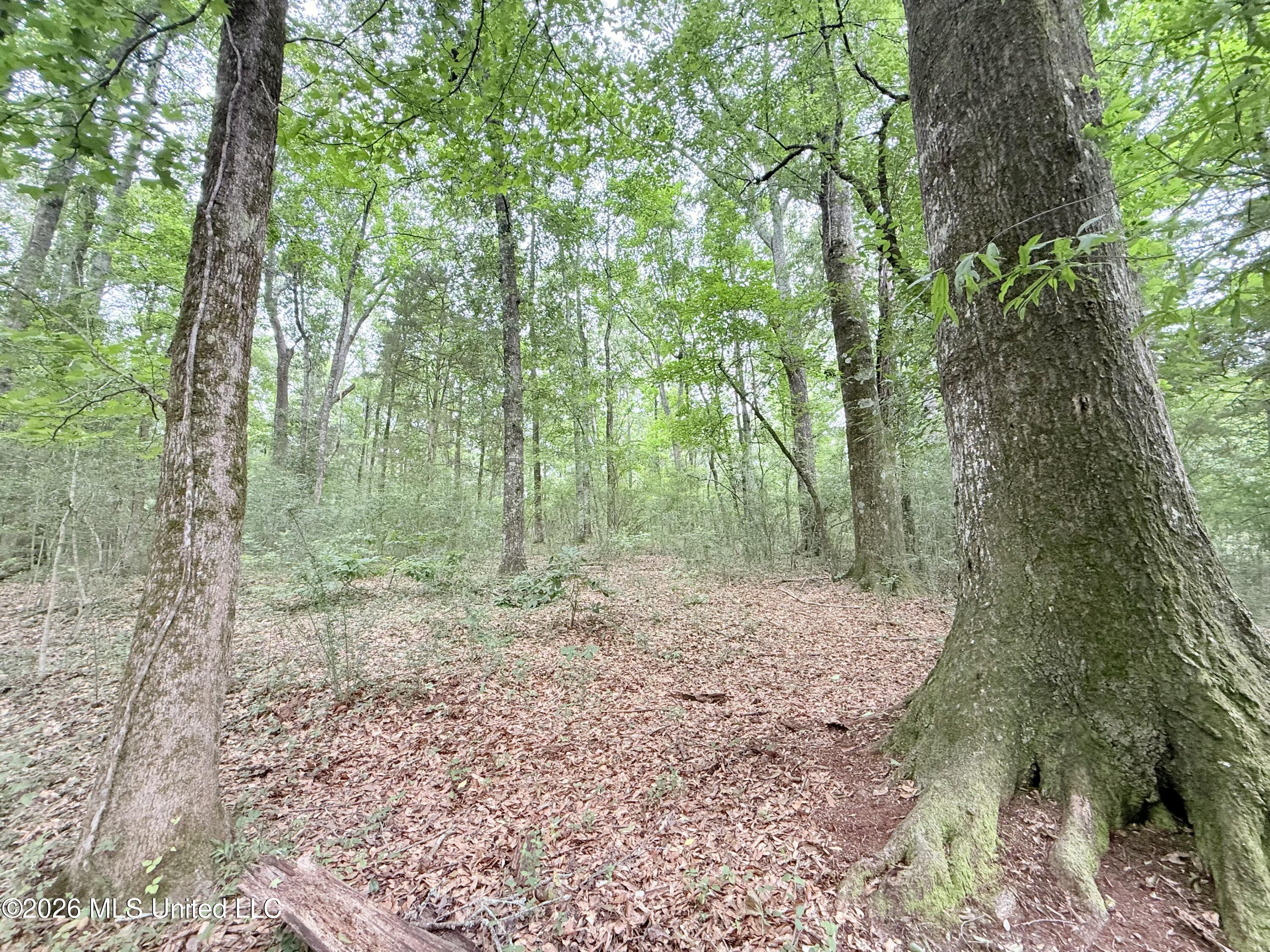 1015 Highway 51 Property Photo 19