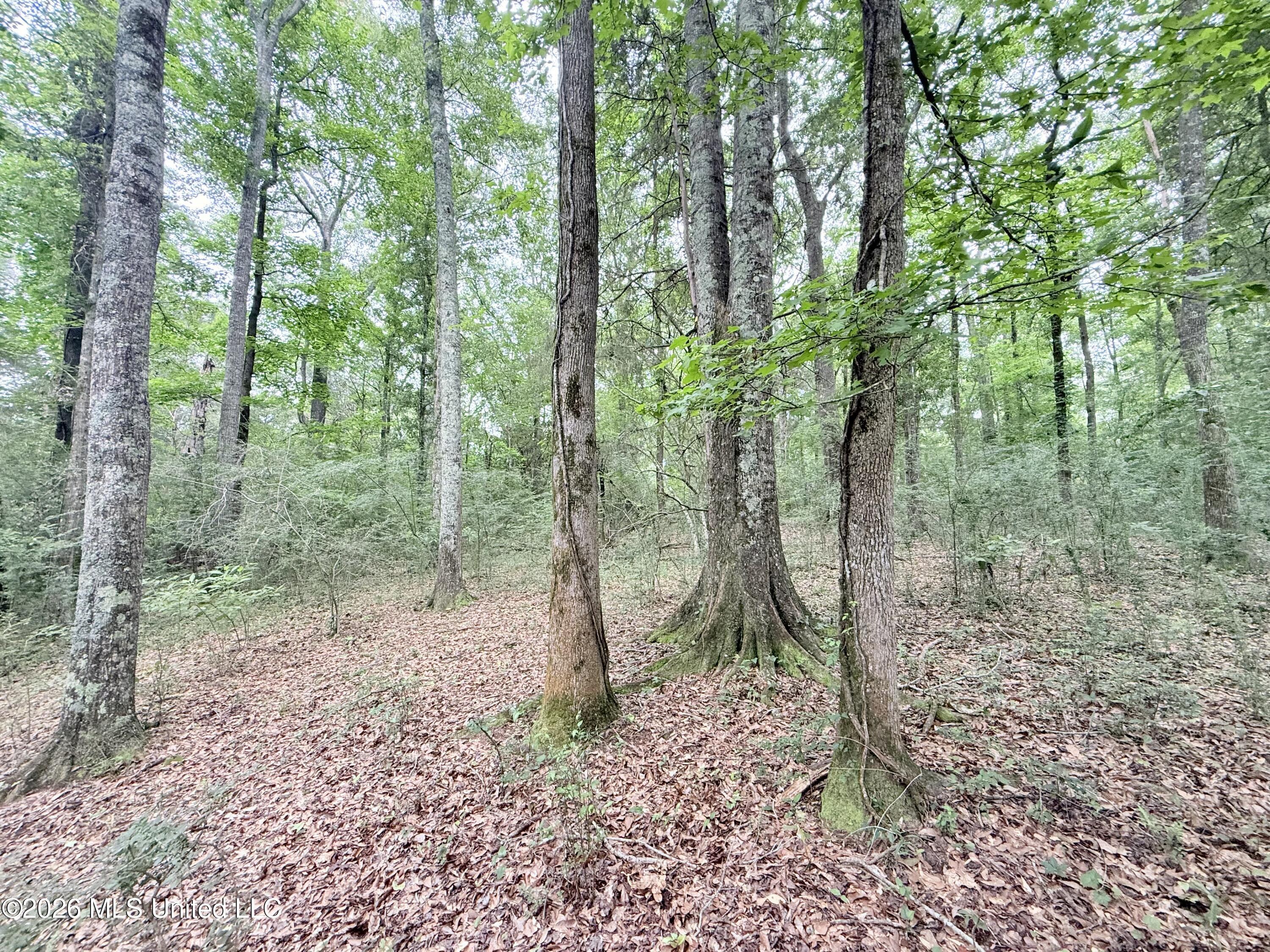 1015 Highway 51 Property Photo 20
