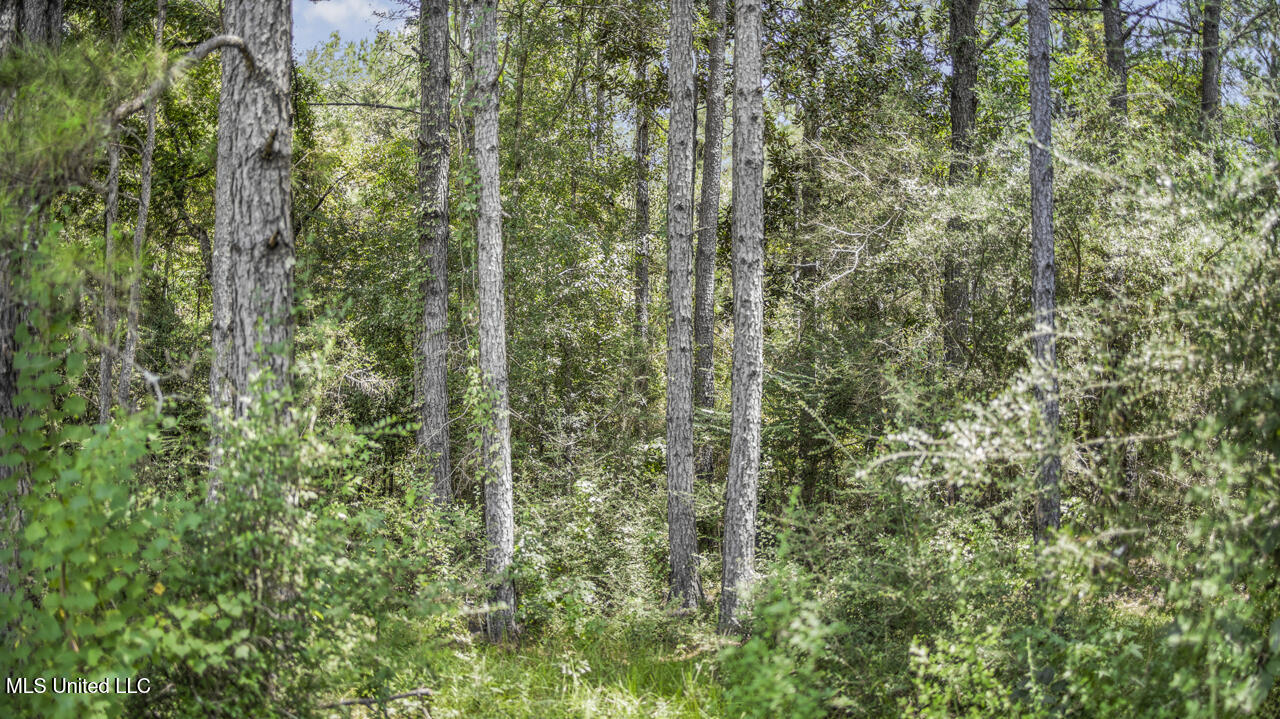 3088 Terrys Creek Road Property Photo 46