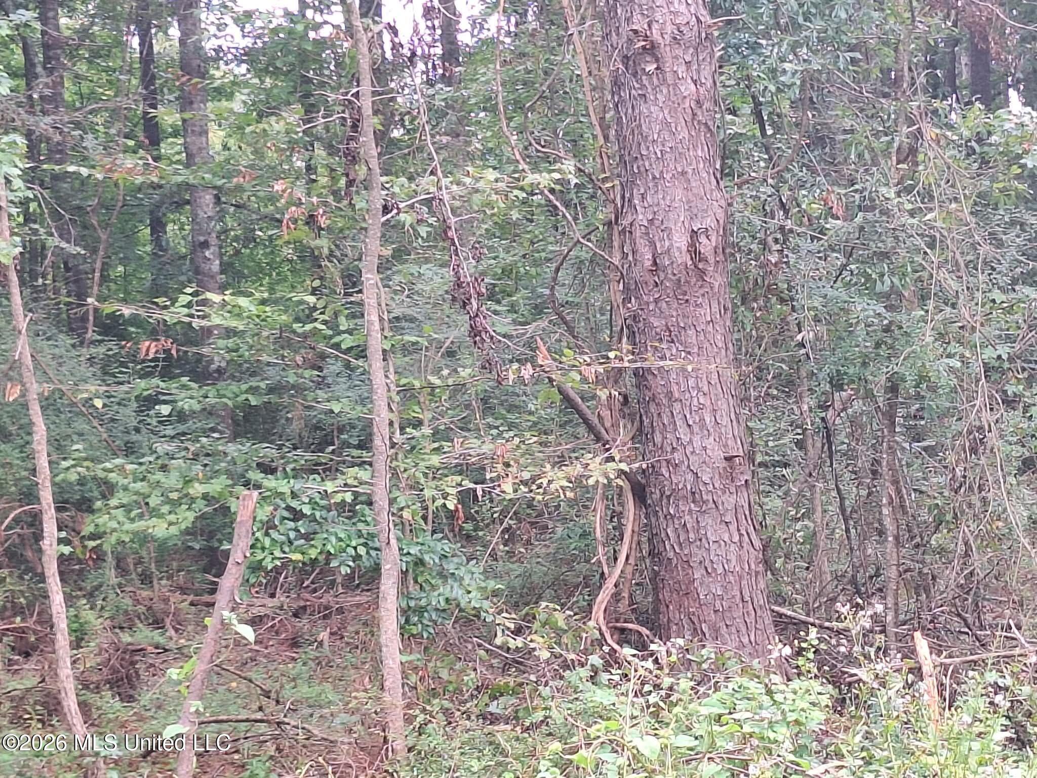 709 Old Pinola Braxton Road Property Photo 7