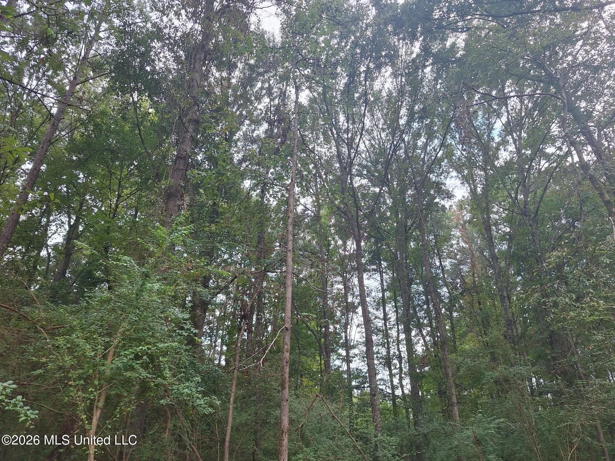 709 Old Pinola Braxton Road Property Photo 10