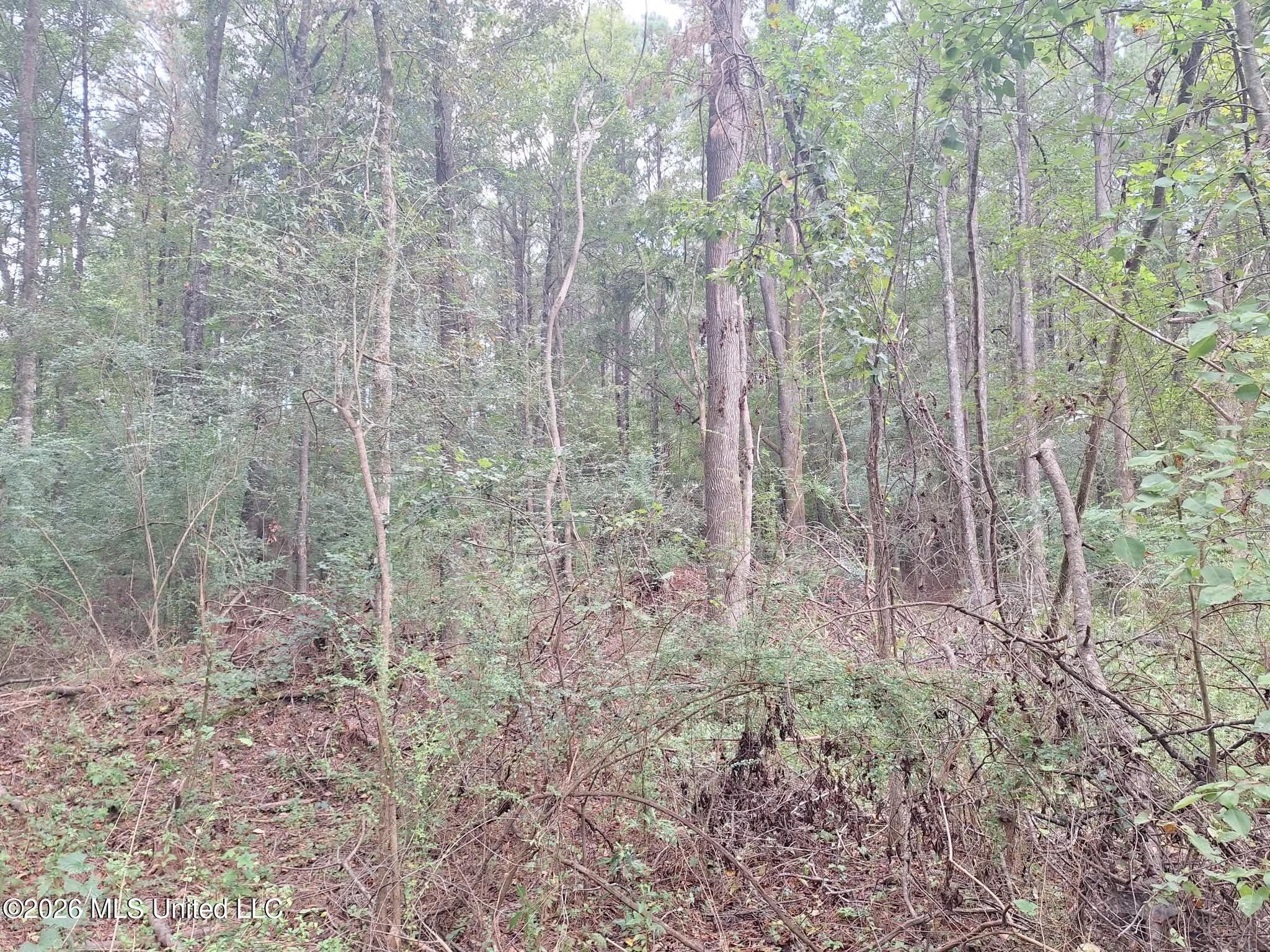 709 Old Pinola Braxton Road Property Photo 11