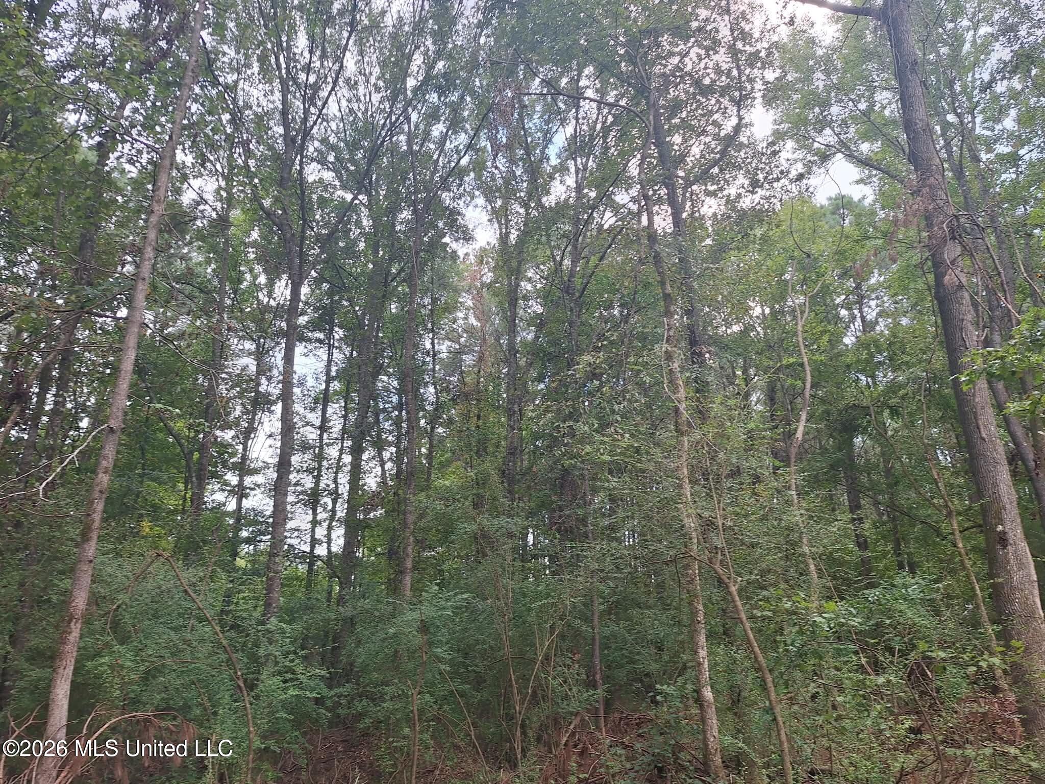 709 Old Pinola Braxton Road Property Photo 12