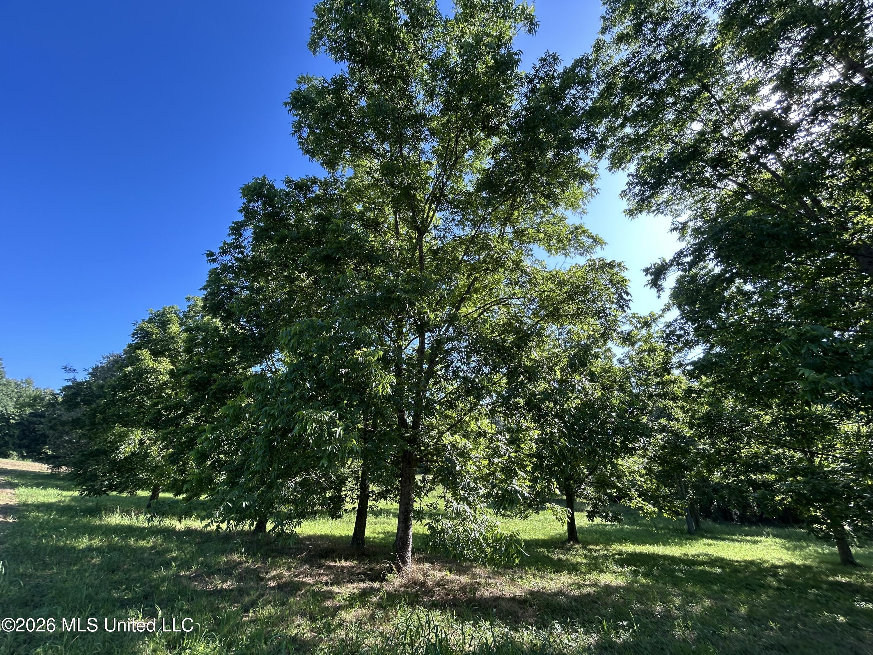 0000 Willis Cotton Road Property Photo 14