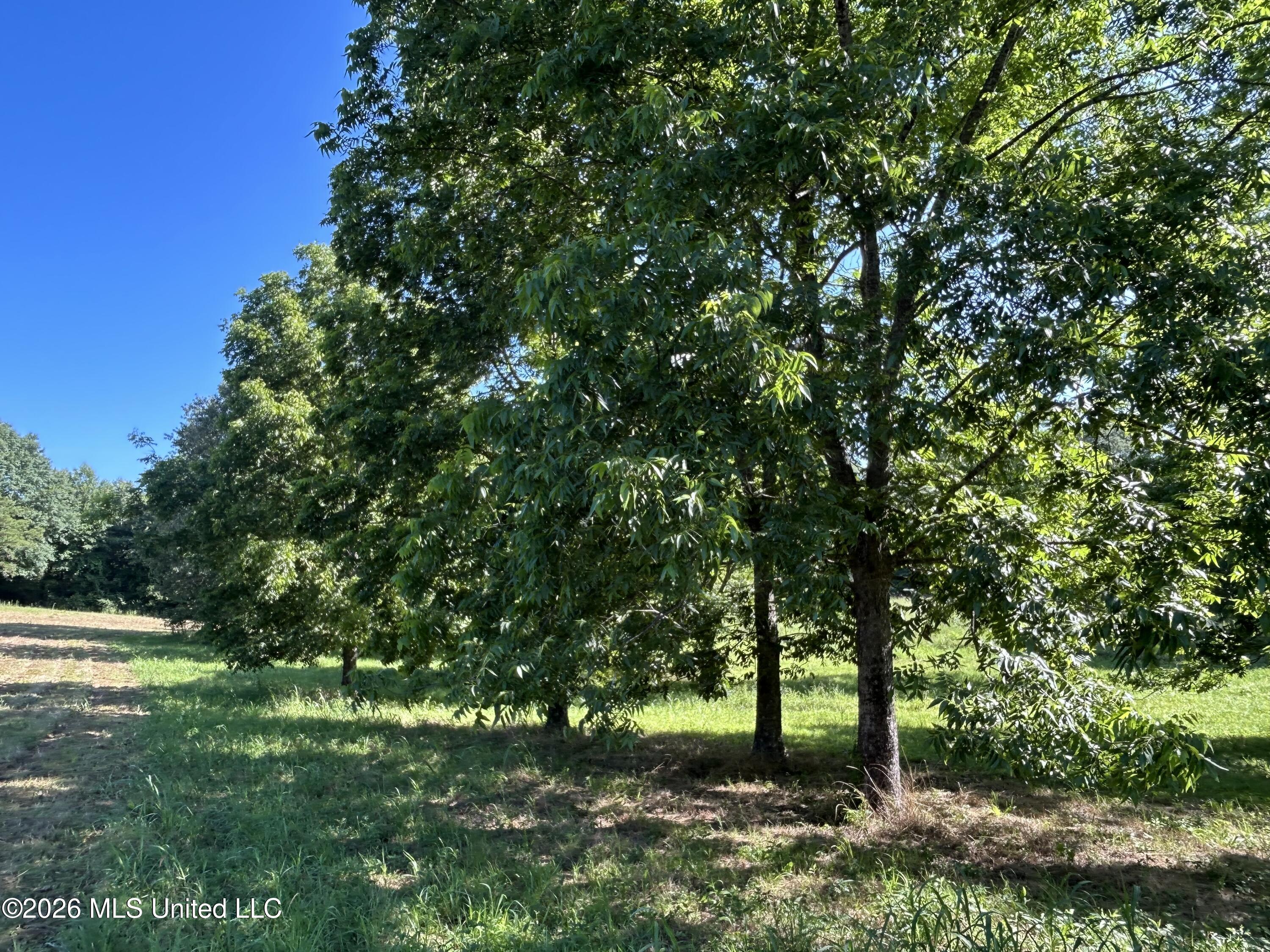 0000 Willis Cotton Road Property Photo 15