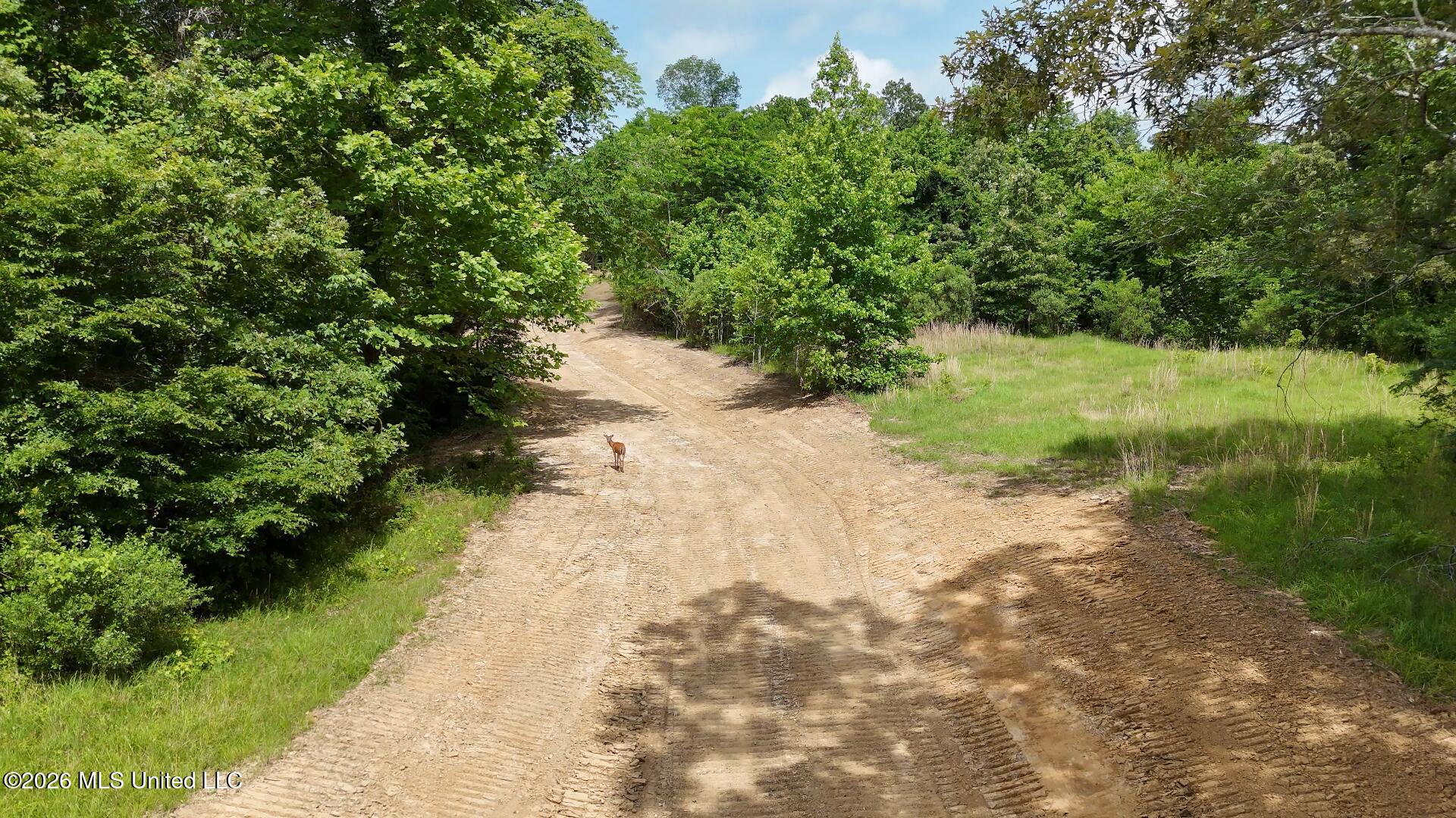 0 Dogwood Road Property Photo 3