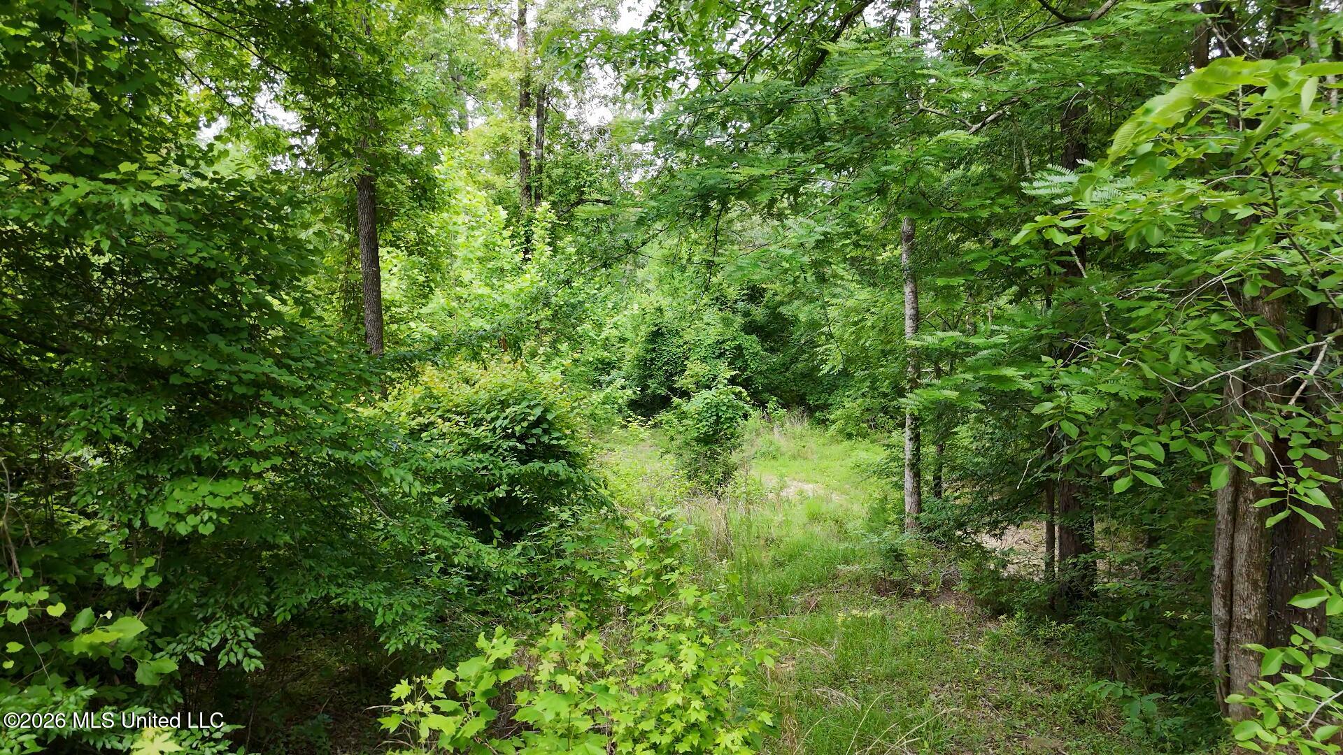 0 Dogwood Road Property Photo 7
