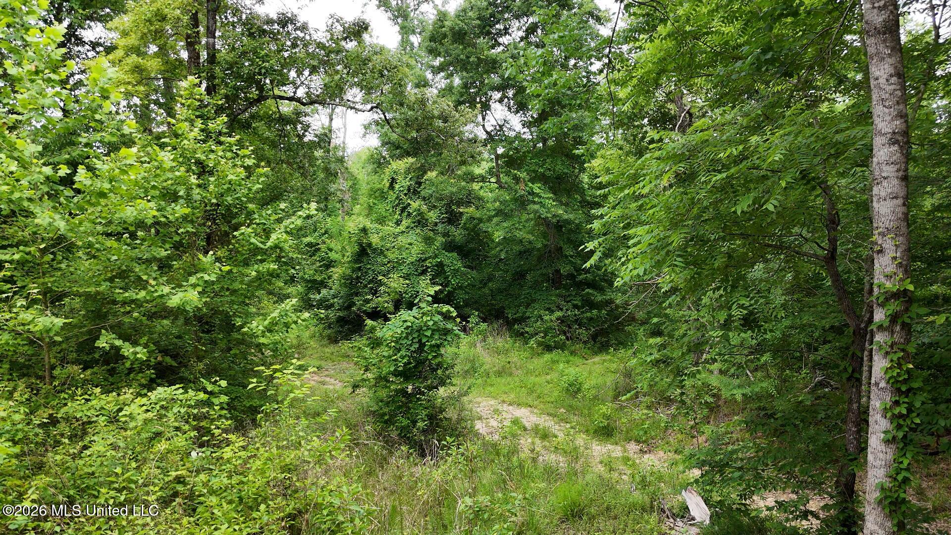 0 Dogwood Road Property Photo 8