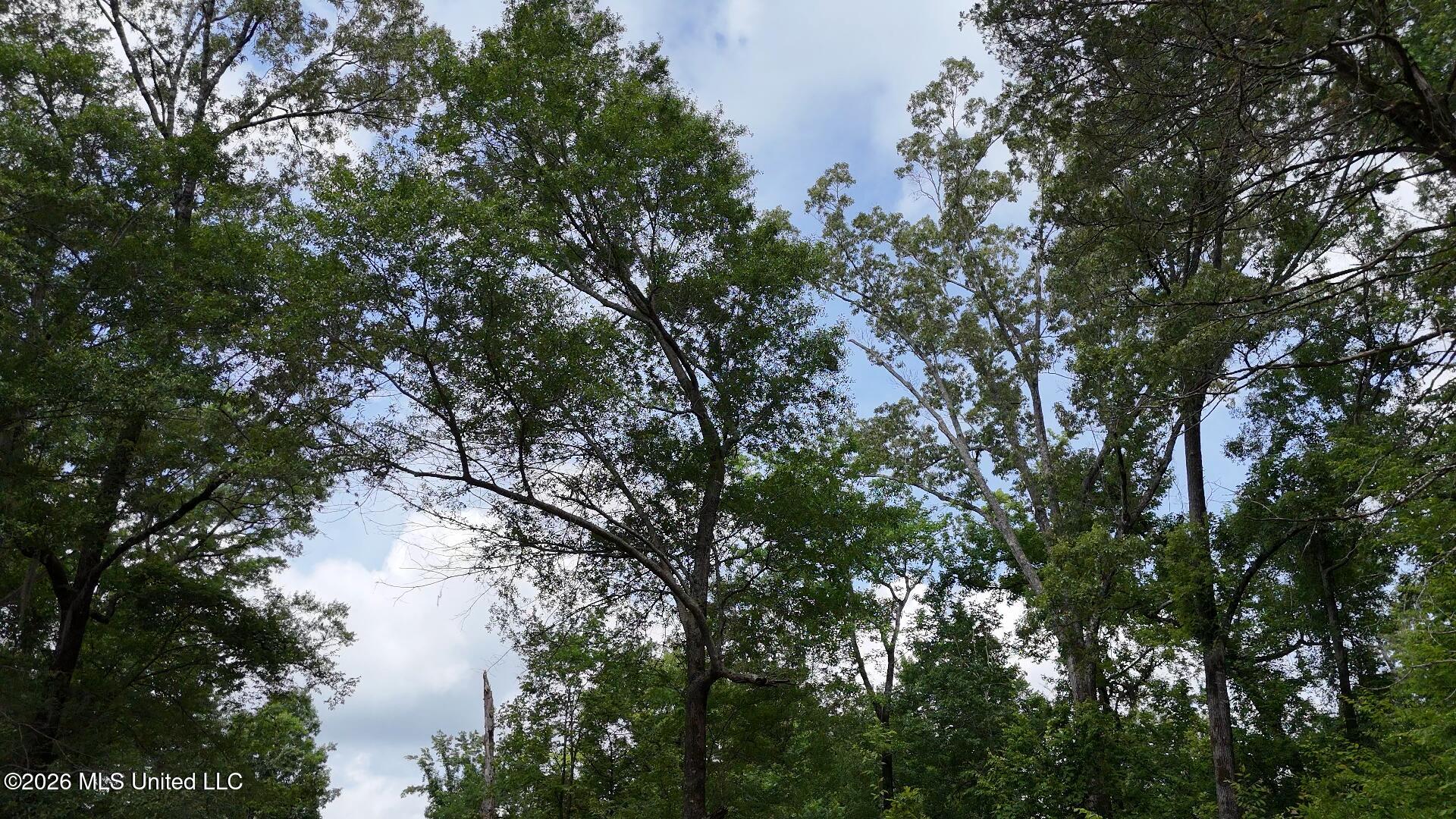 0 Dogwood Road Property Photo 12