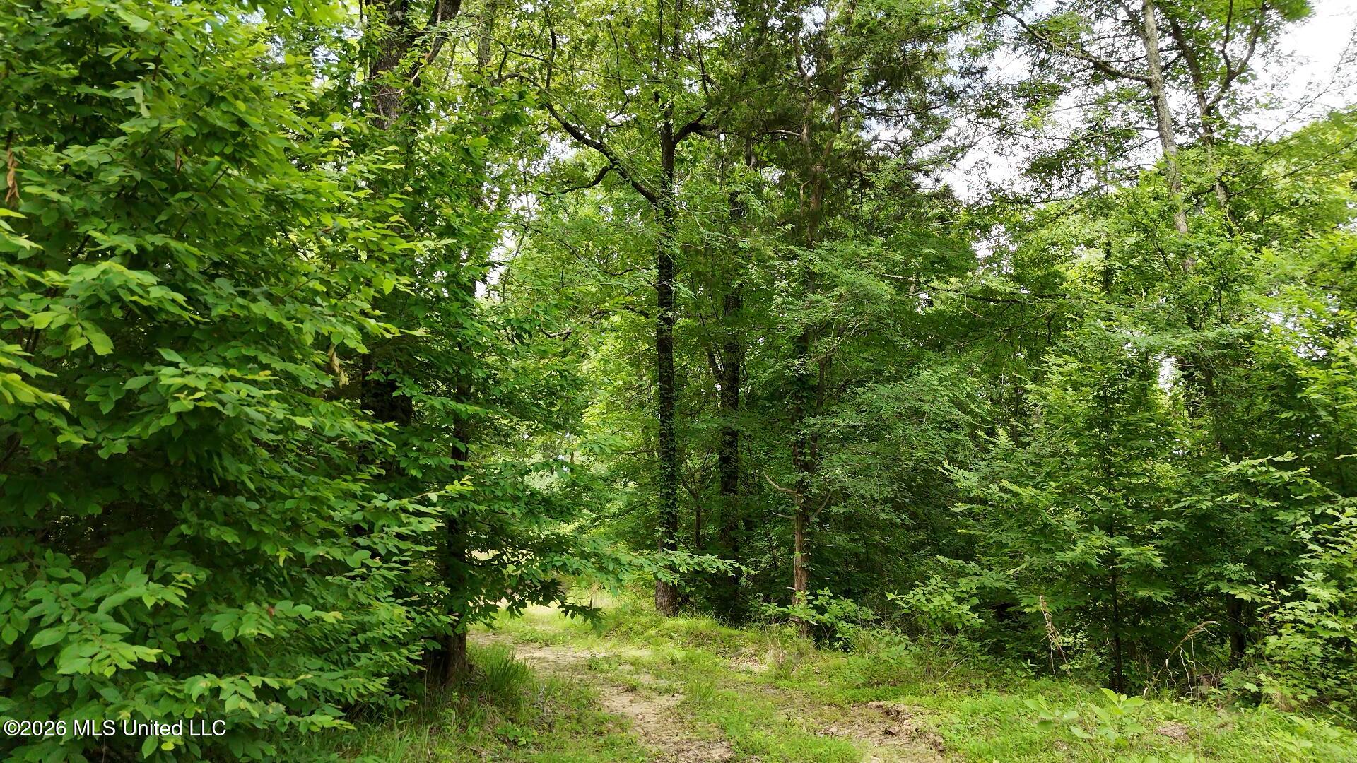 0 Dogwood Road Property Photo 15