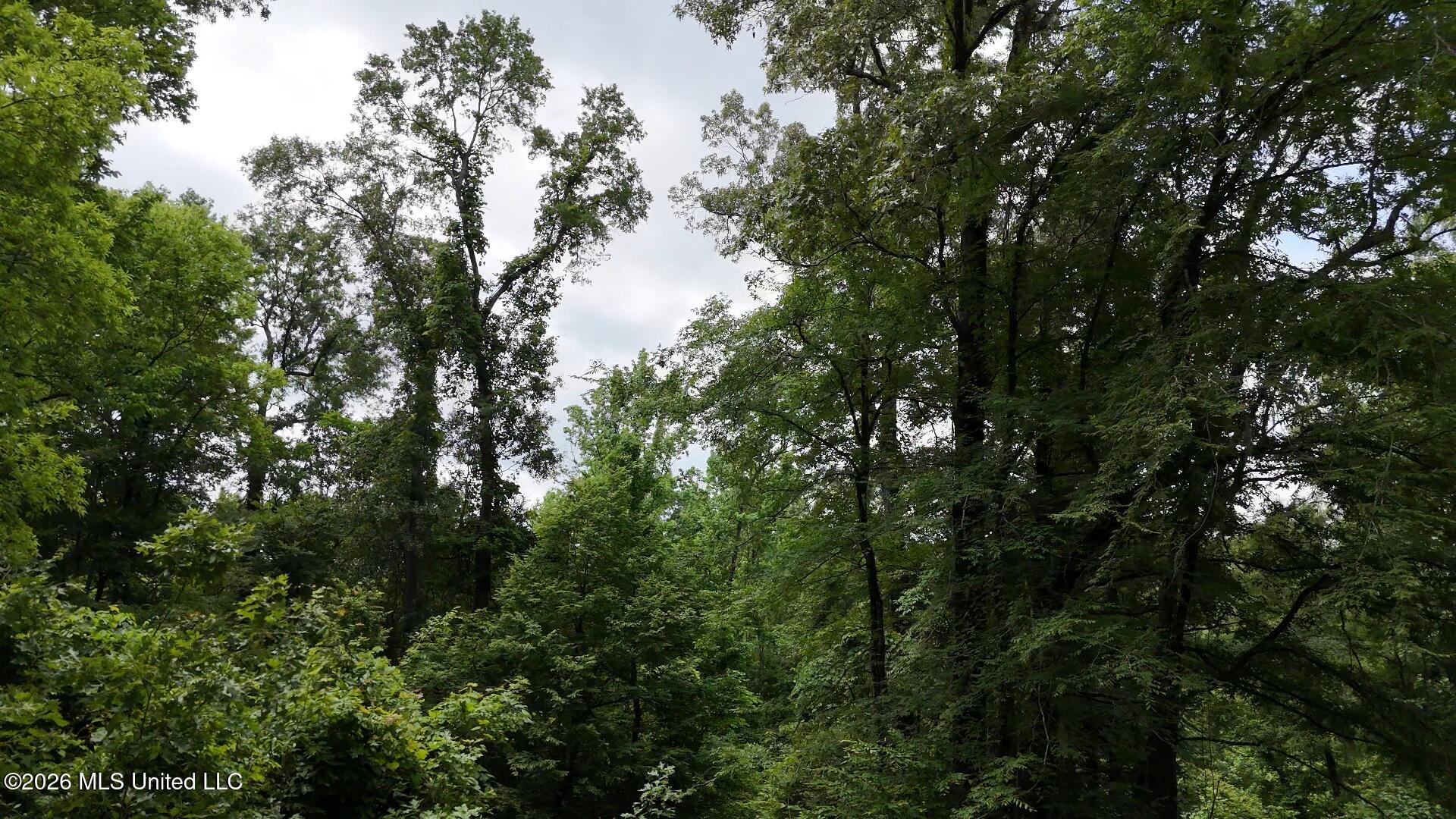 0 Dogwood Road Property Photo 17