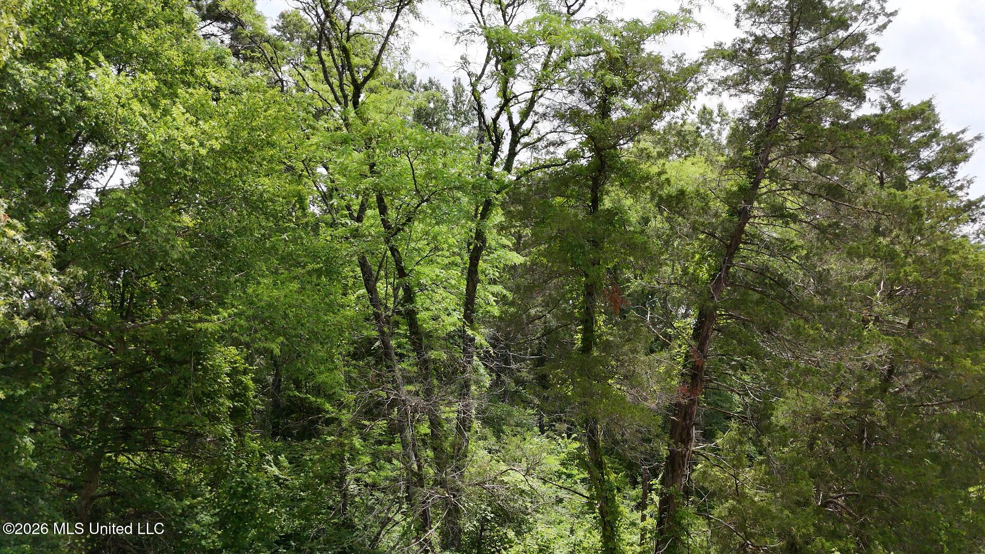0 Dogwood Road Property Photo 18
