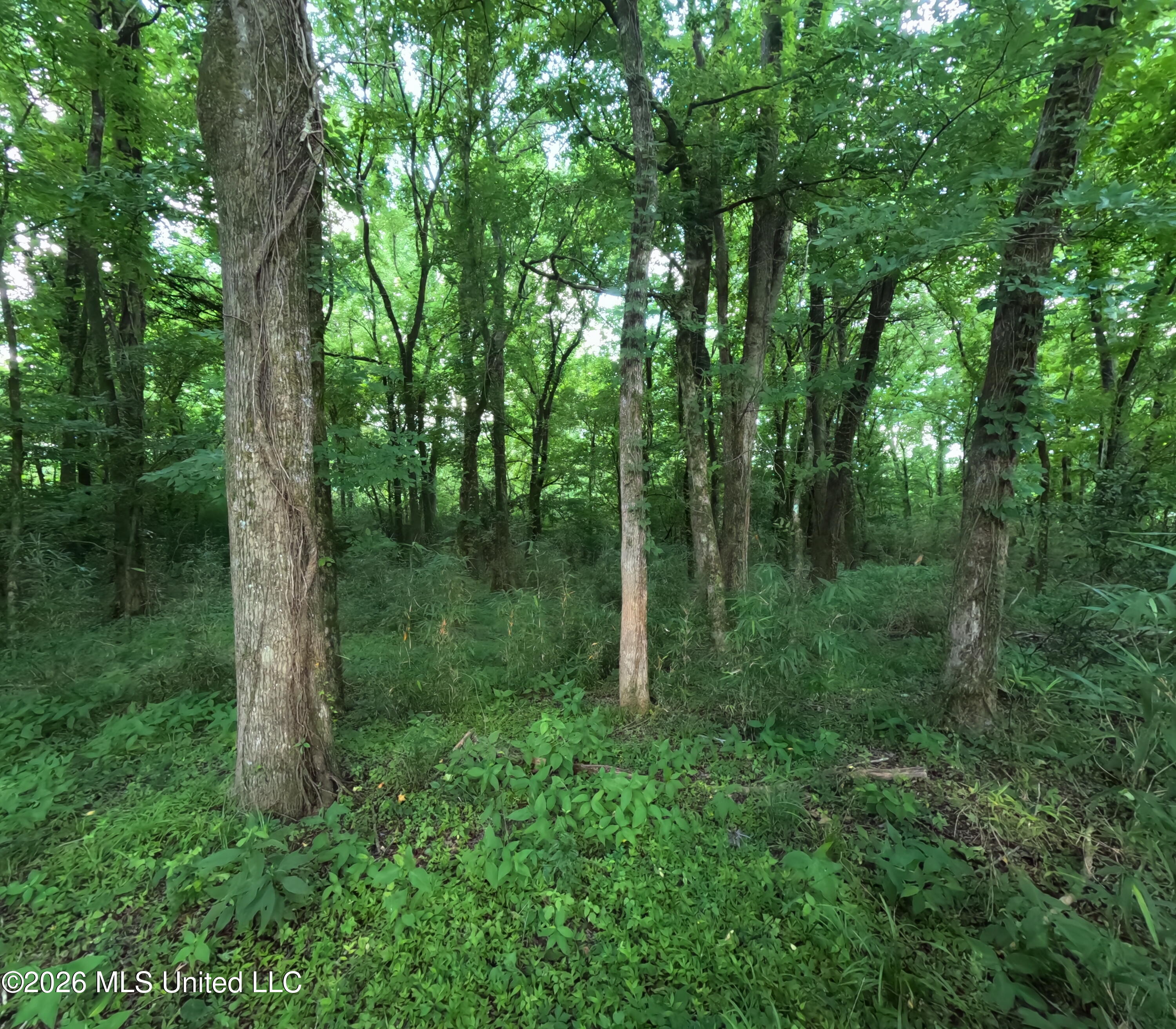 Old Port Gibson/cook Road Property Photo 8