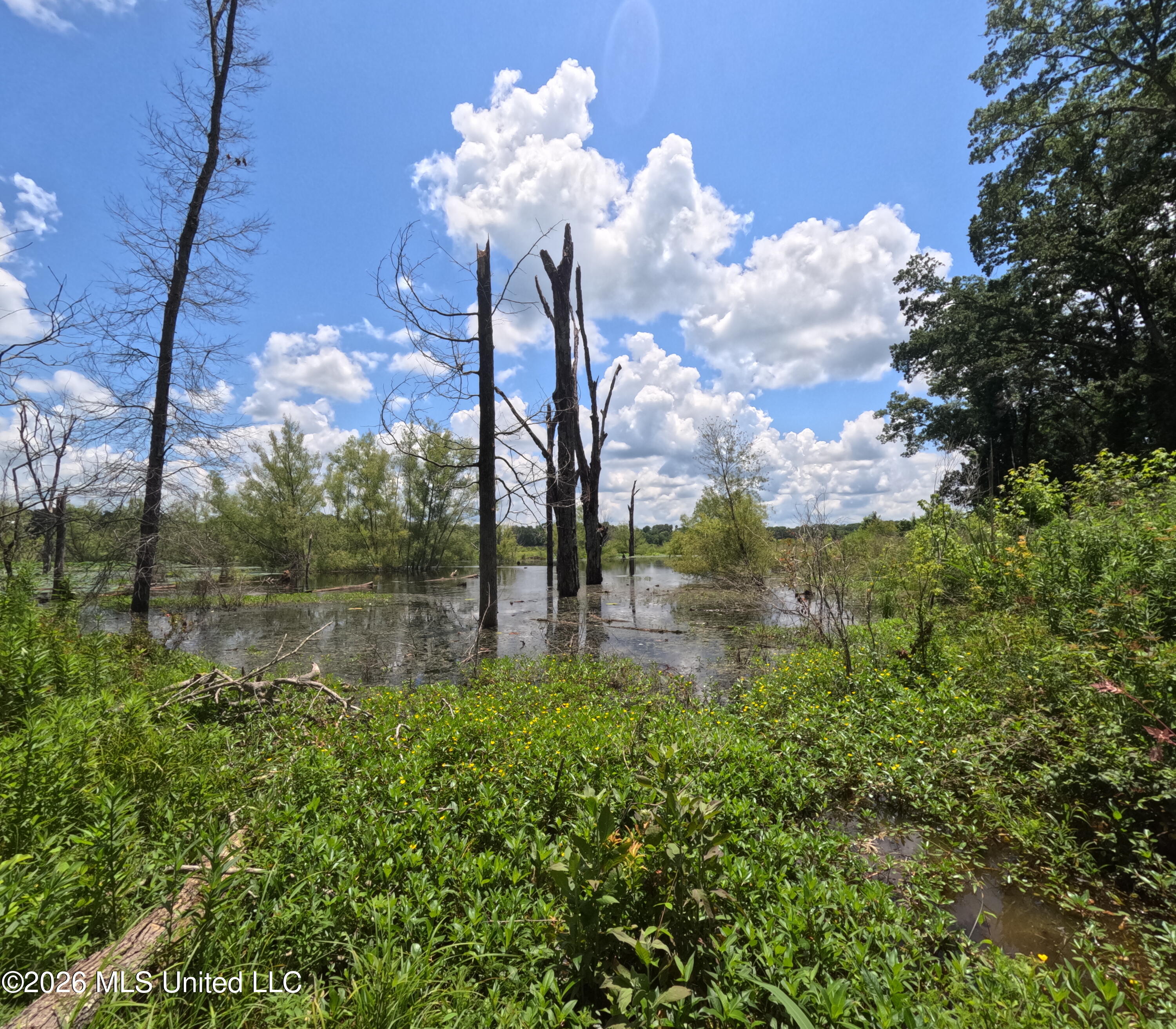 Old Port Gibson/cook Road Property Photo 17